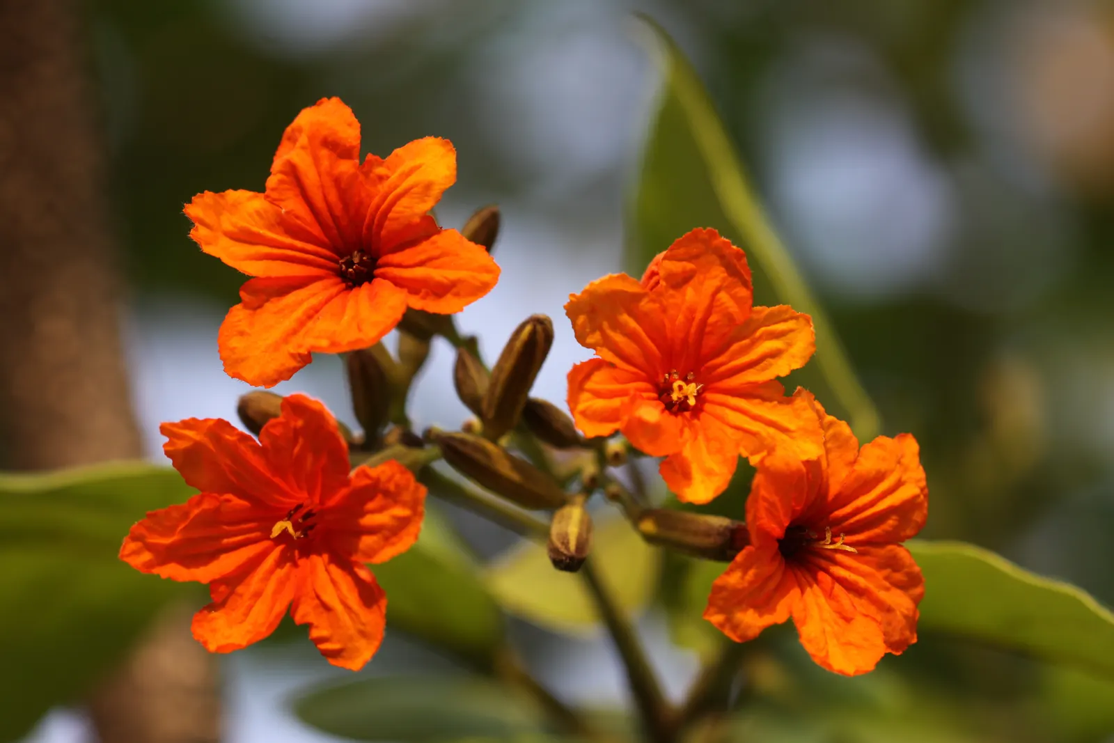 Orange Geiger Tree (Cordia Sebestena) — shrub with white blooms; making it suitable for coastal areas, image 83