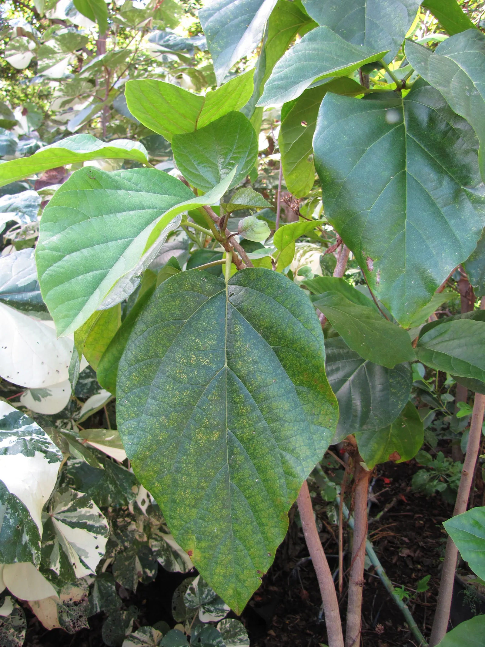Orange Geiger Tree (Cordia Sebestena) — making it suitable for coastal areas