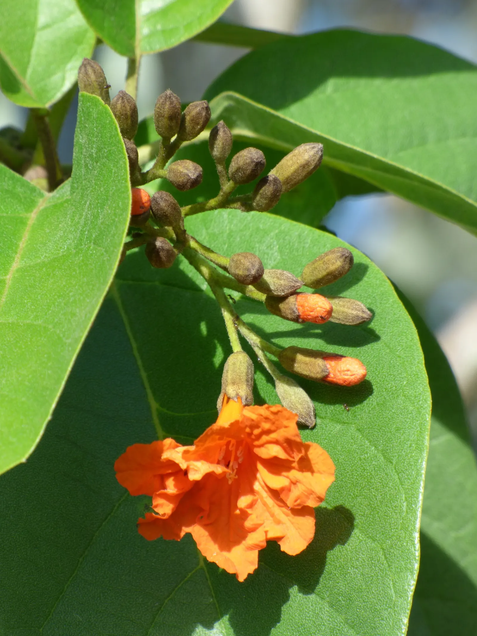 Orange Geiger Tree (Cordia Sebestena) — requiring little pruning to maintain its shape and promote healthy growth