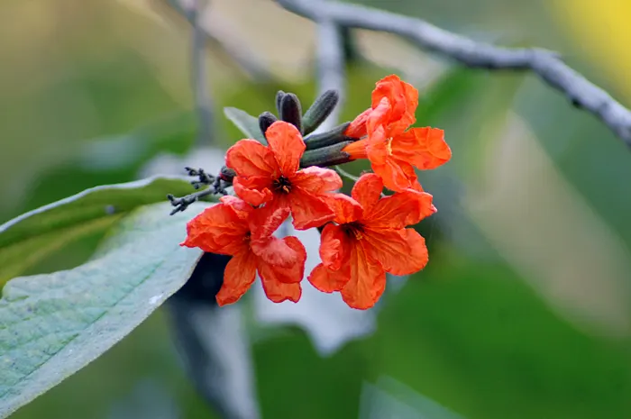 Orange Geiger Tree (Cordia Sebestena) — it serves as an accent or shade tree and is salt-tolerant; allowing it to comfortably fit into residential gardens