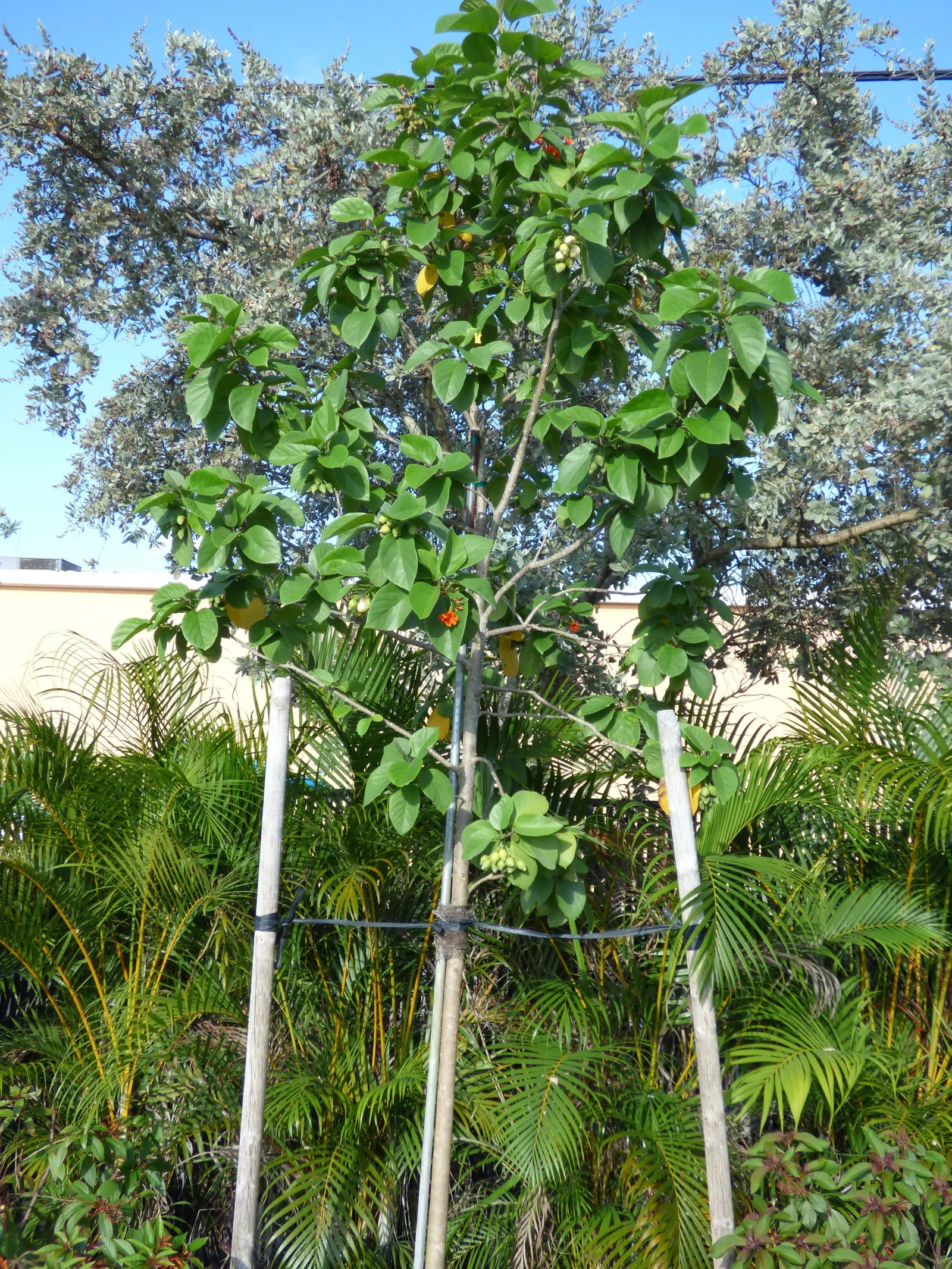 Orange Geiger Tree (Cordia Sebestena) — it serves as an accent or shade tree and is salt-tolerant; allowing it to comfortably fit into residential, image 62