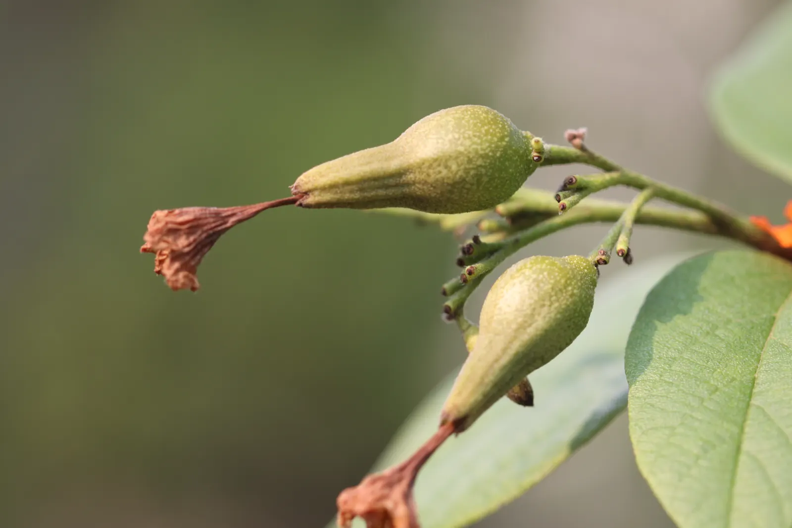 Orange Geiger Tree (Cordia Sebestena) — Gracefully sporting a dense; making it a reliable and resilient choice for a fuss-free garden addition, image 68