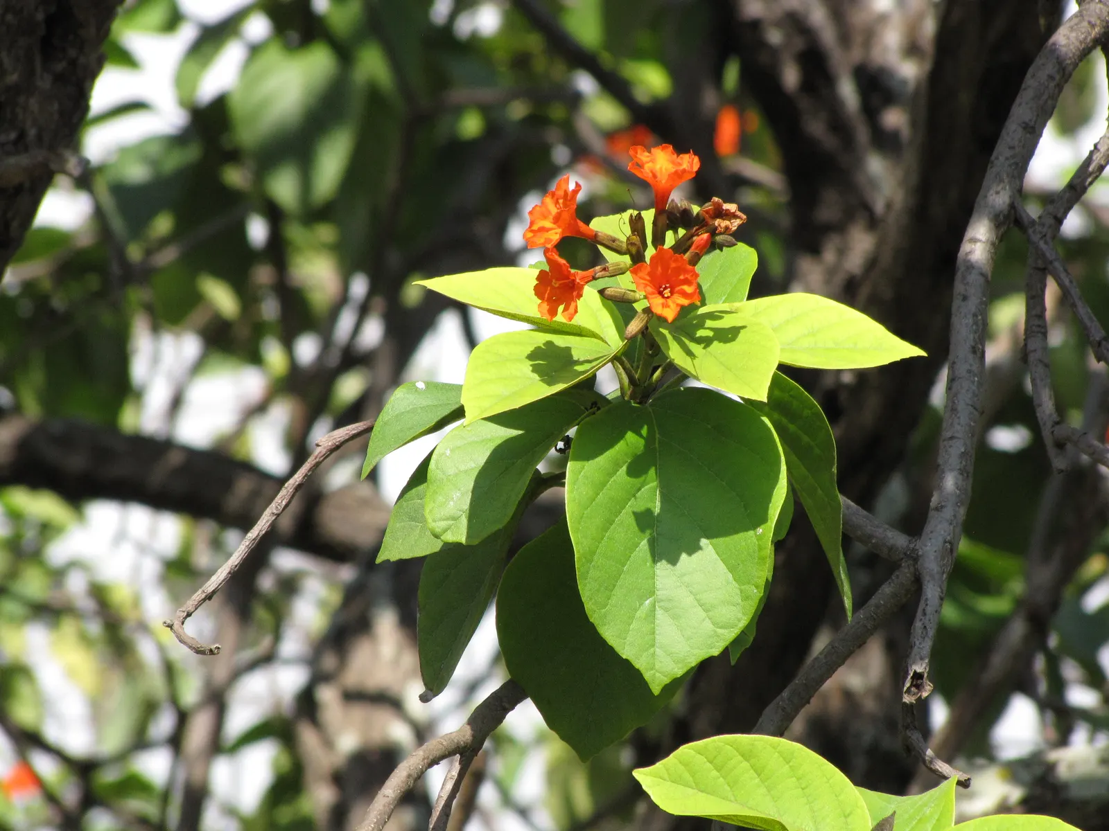 Orange Geiger Tree (Cordia Sebestena) — withstanding minimum temperatures of 30 to 40&deg;F.<br><br>In terms of maintenance; this evergreen reaches, image 77