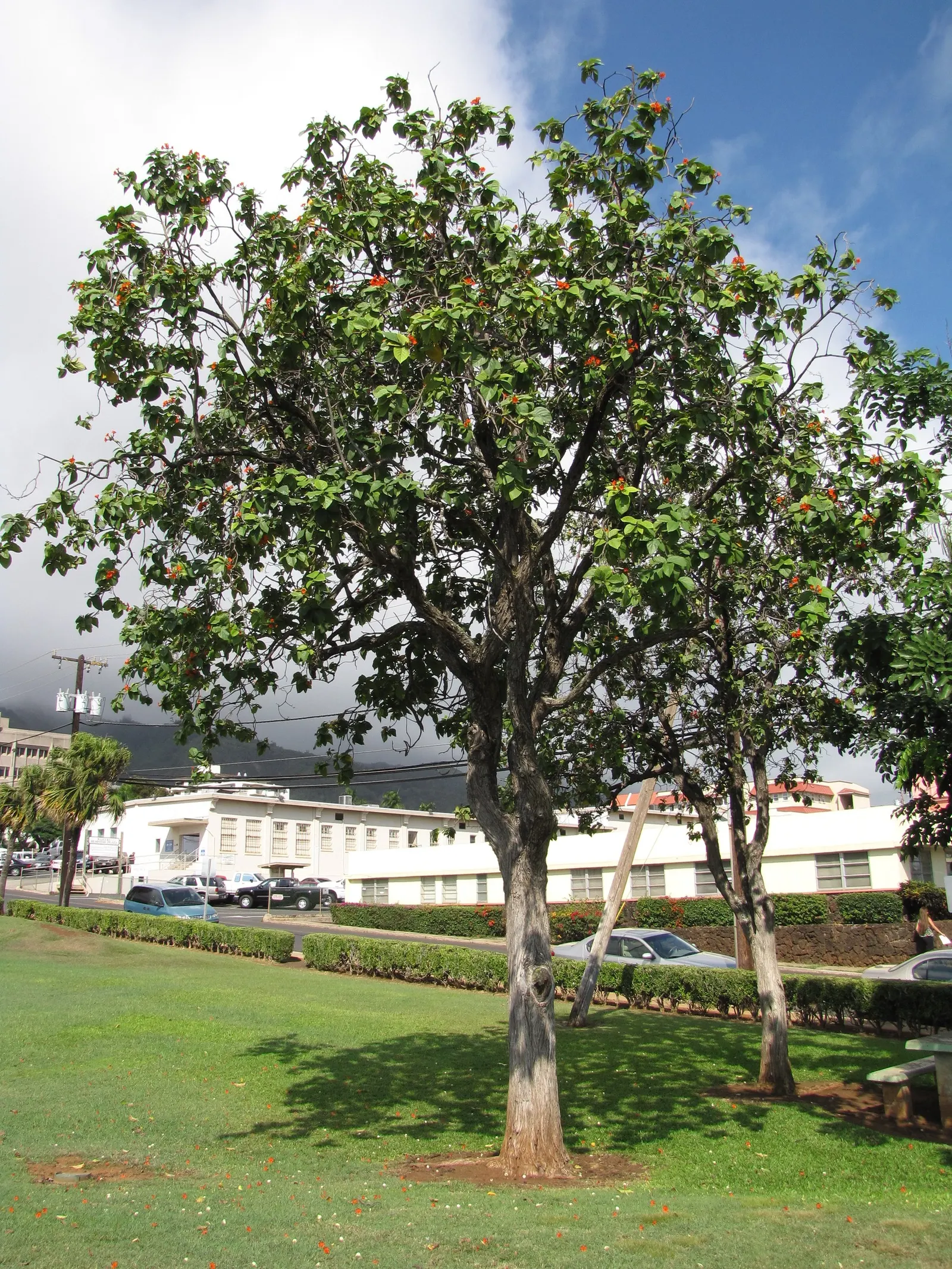 Orange Geiger Tree (Cordia Sebestena) — peaking in the warm summer months