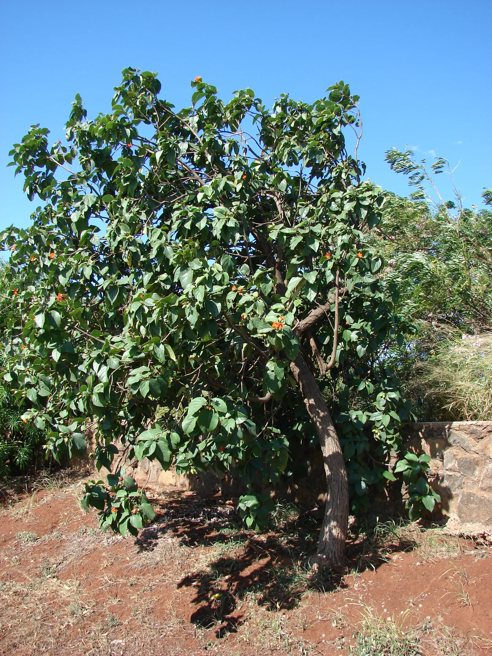 Orange Geiger Tree (Cordia Sebestena) — allowing it to comfortably fit into residential gardens without overwhelming the space