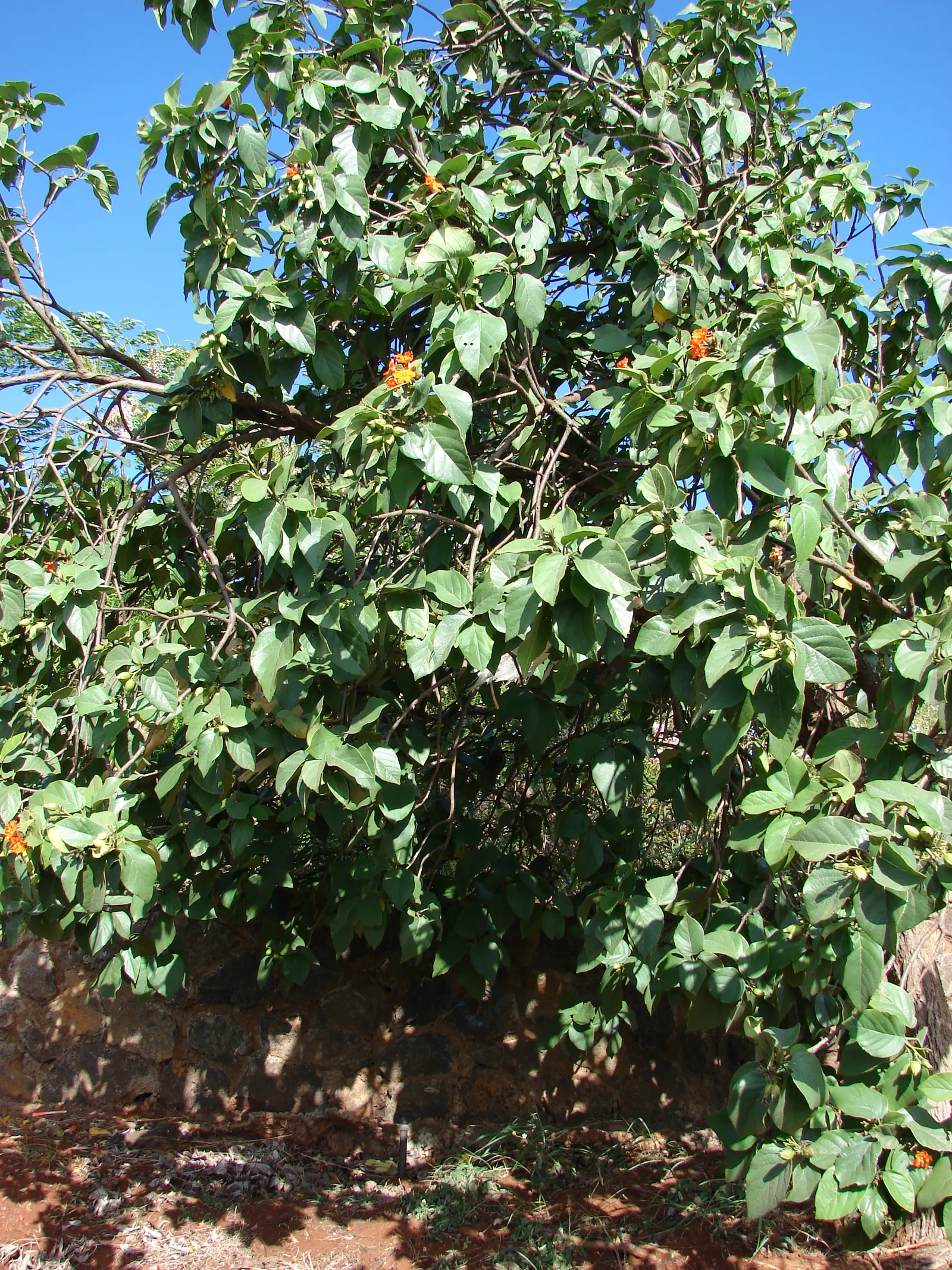 Orange Geiger Tree (Cordia Sebestena) — making it suitable for coastal areas; allowing it to comfortably fit into residential gardens without, image 102