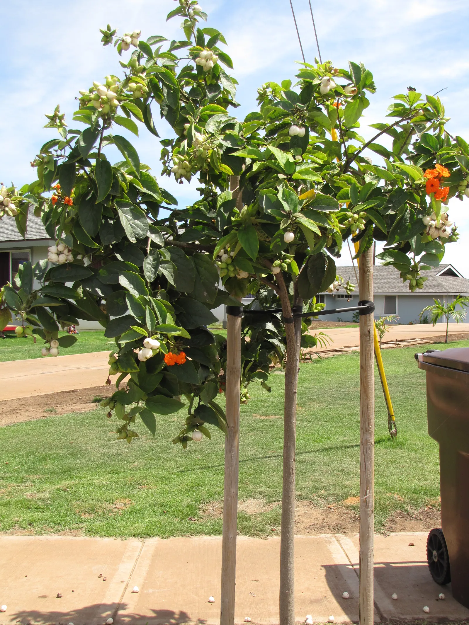 Orange Geiger Tree (Cordia Sebestena) — features bold orange blossoms and lush; making it suitable for coastal areas, image 59