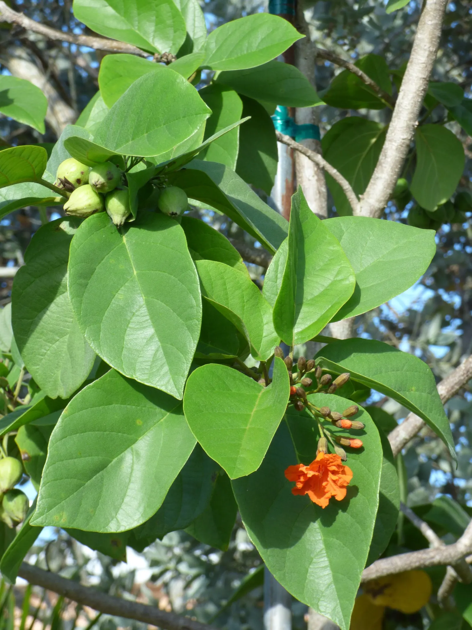 Orange Geiger Tree (Cordia Sebestena) — making it a reliable and resilient choice for a fuss-free garden addition; this evergreen reaches up to 20-30 feet in