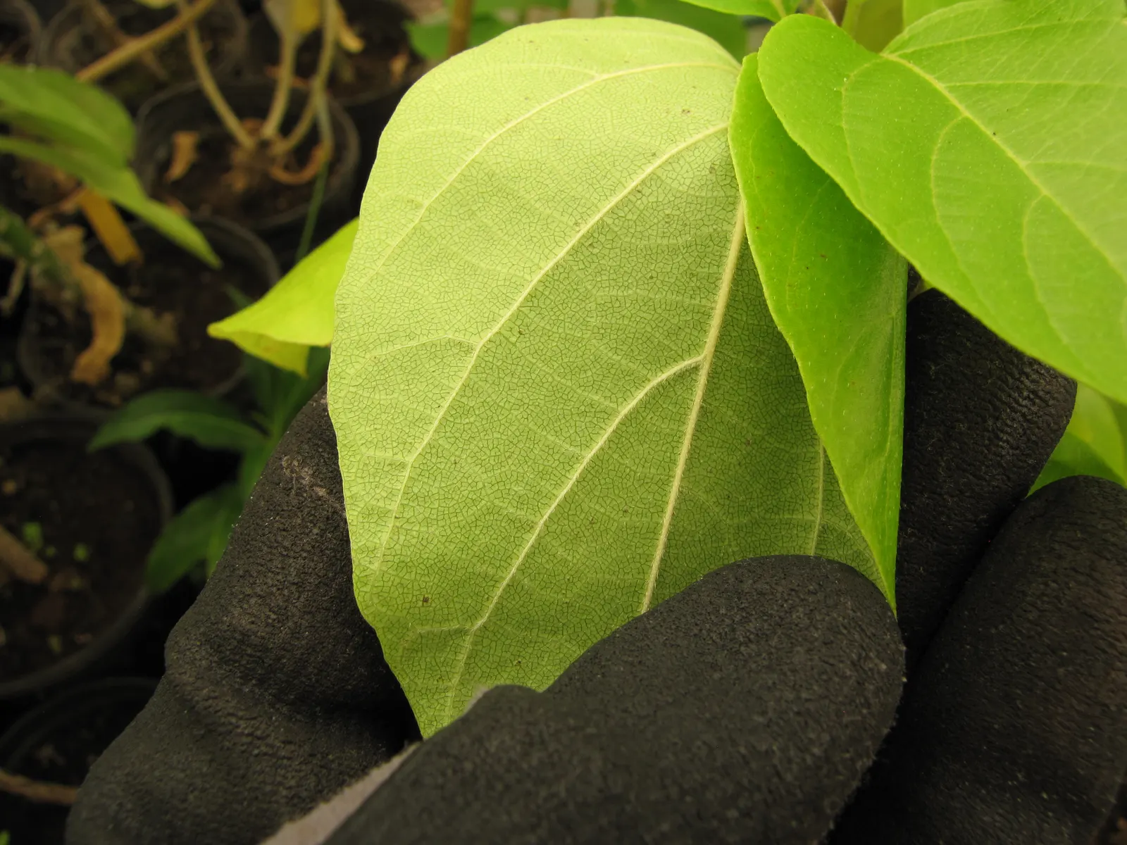 Orange Geiger Tree (Cordia Sebestena) — requiring little pruning to maintain its shape and promote healthy growth; making it suitable for coastal areas