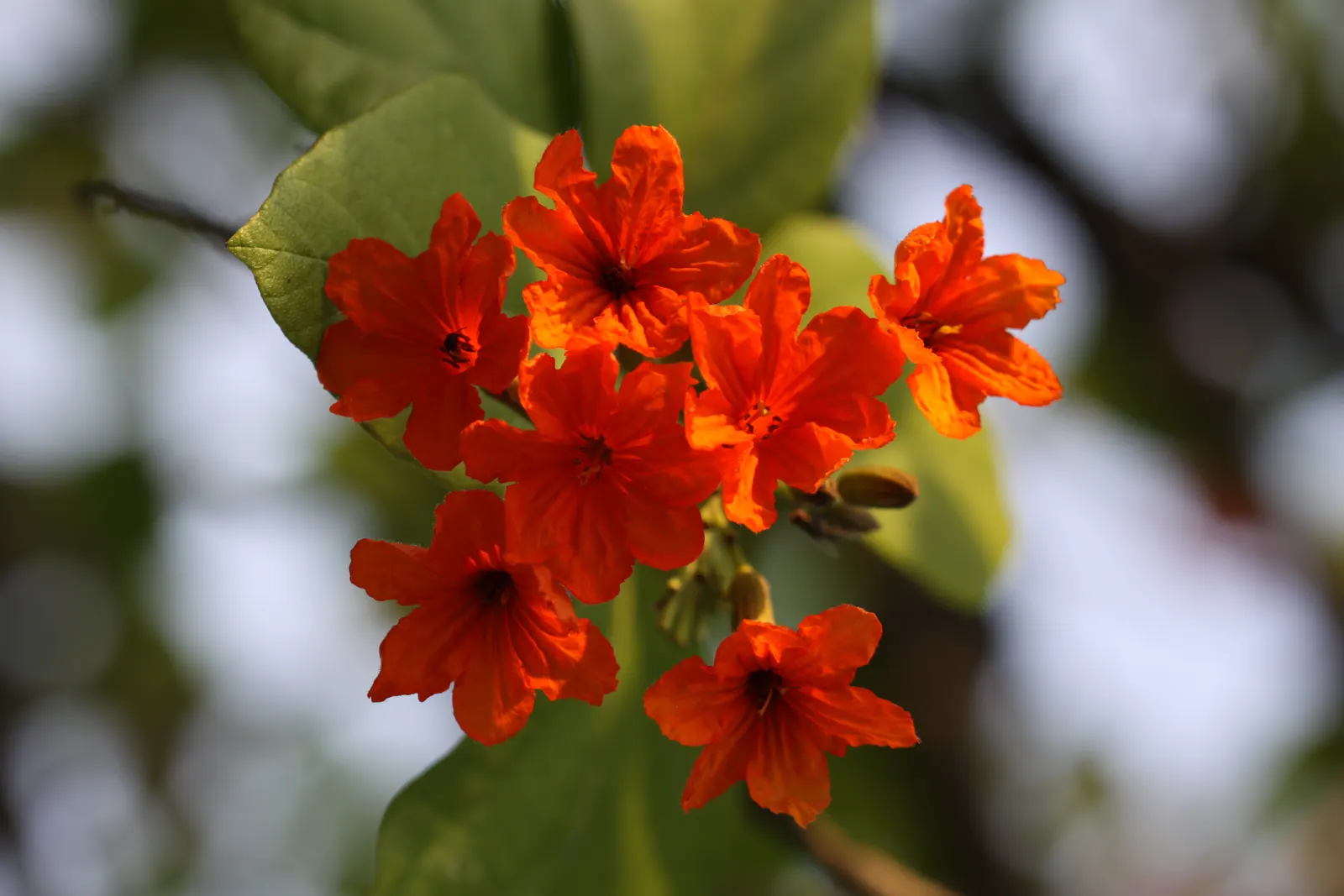 Orange Geiger Tree (Cordia Sebestena) — it thrives in the USDA hardiness zones 10 to 12