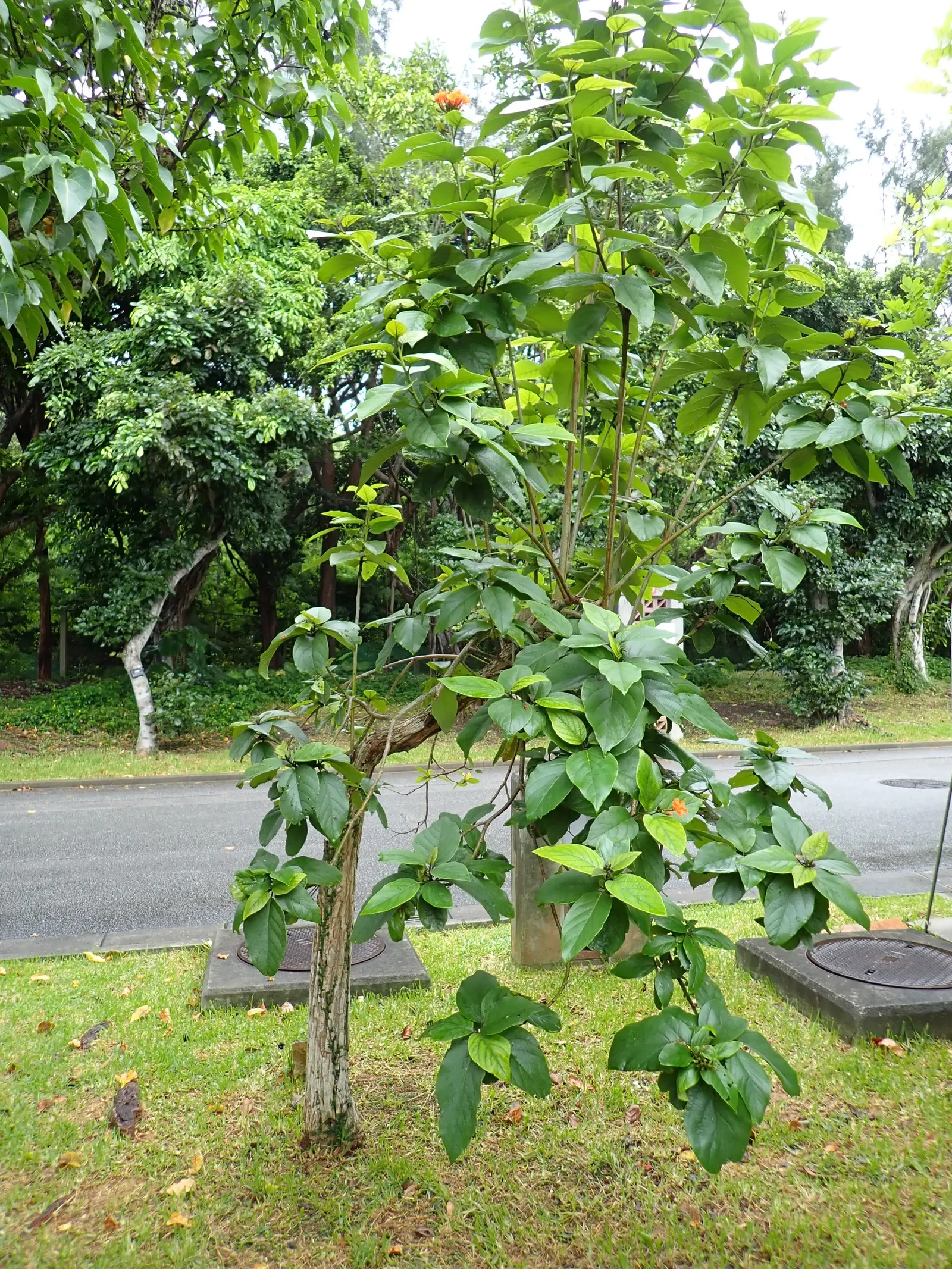 Orange Geiger Tree (Cordia Sebestena) — shrub for full; making it a reliable and resilient choice for a fuss-free garden addition