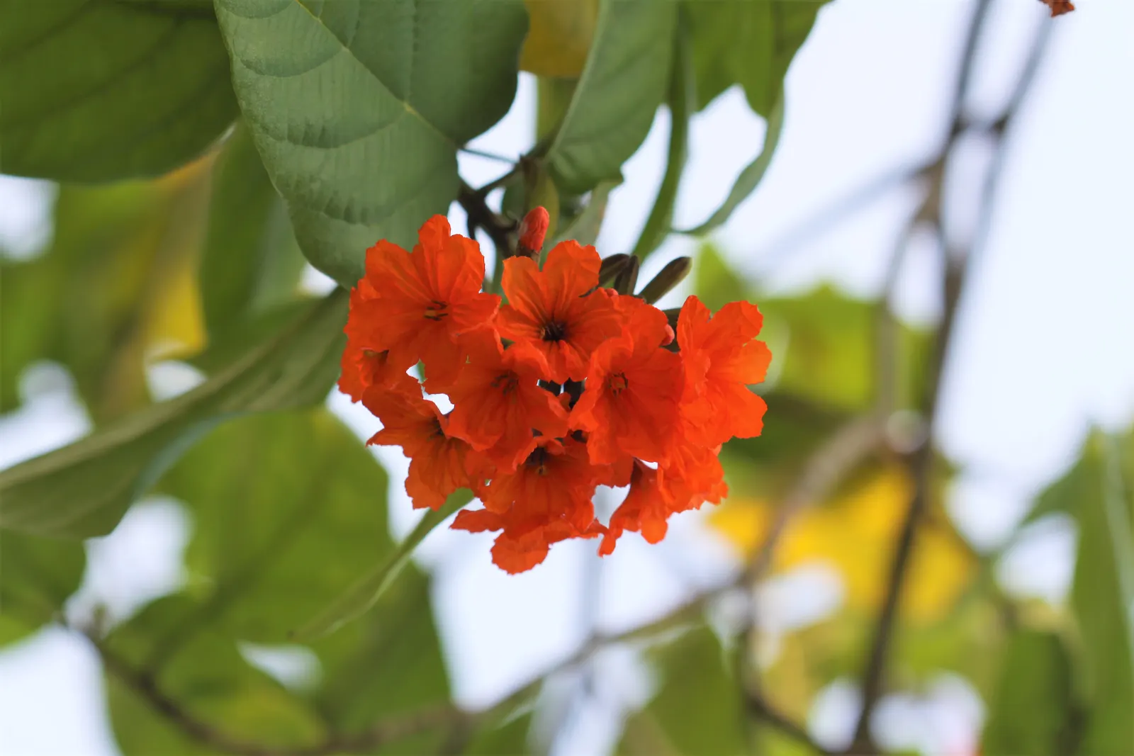 Orange Geiger Tree (Cordia Sebestena) — is a valuable asset to any tropical or subtropical landscape design; allowing it to comfortably fit into, image 94
