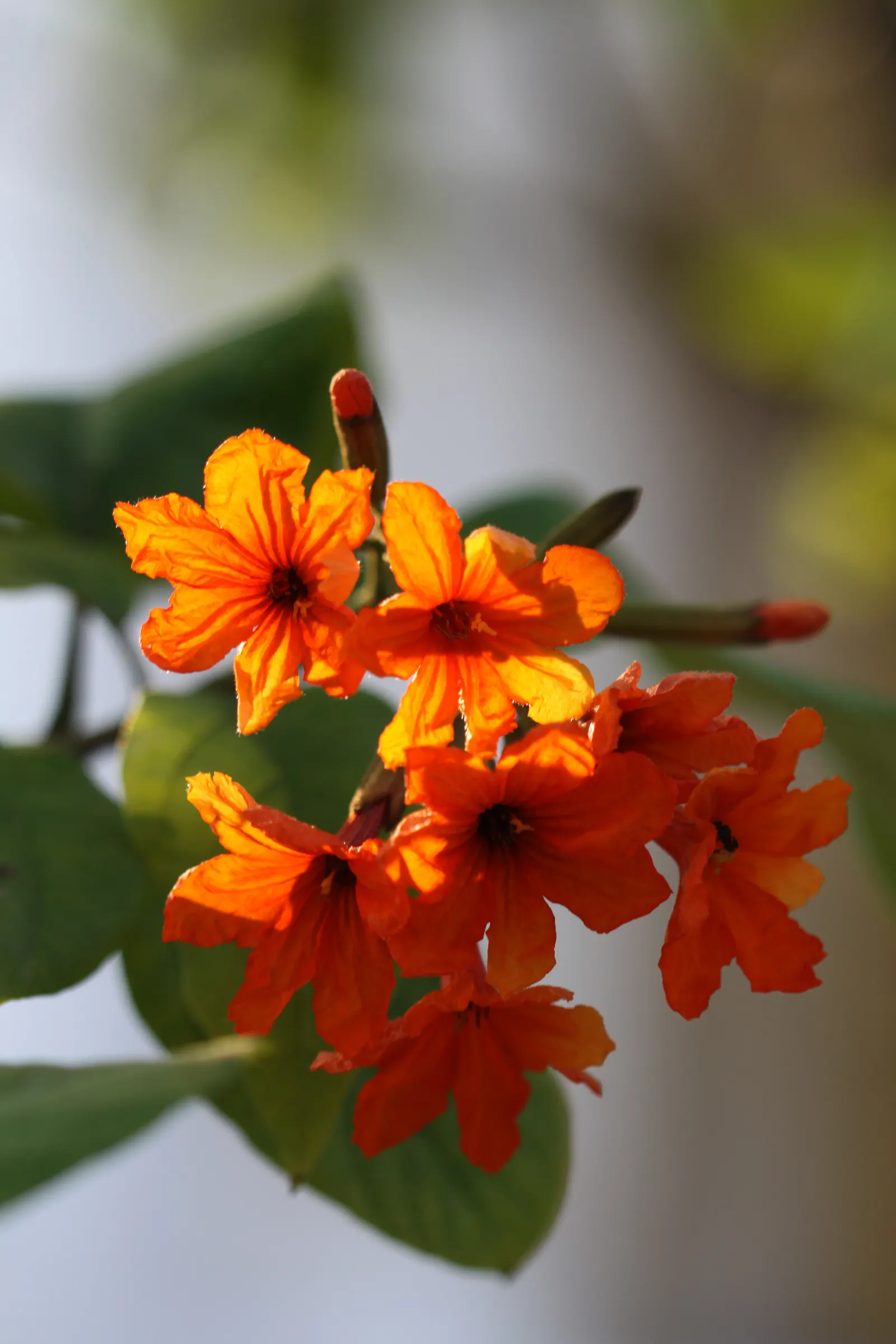 Orange Geiger Tree (Cordia Sebestena) — The Orange Geiger Tree (Cordia sebestena); this evergreen reaches up to 20-30 feet in height and spreads up, image 85