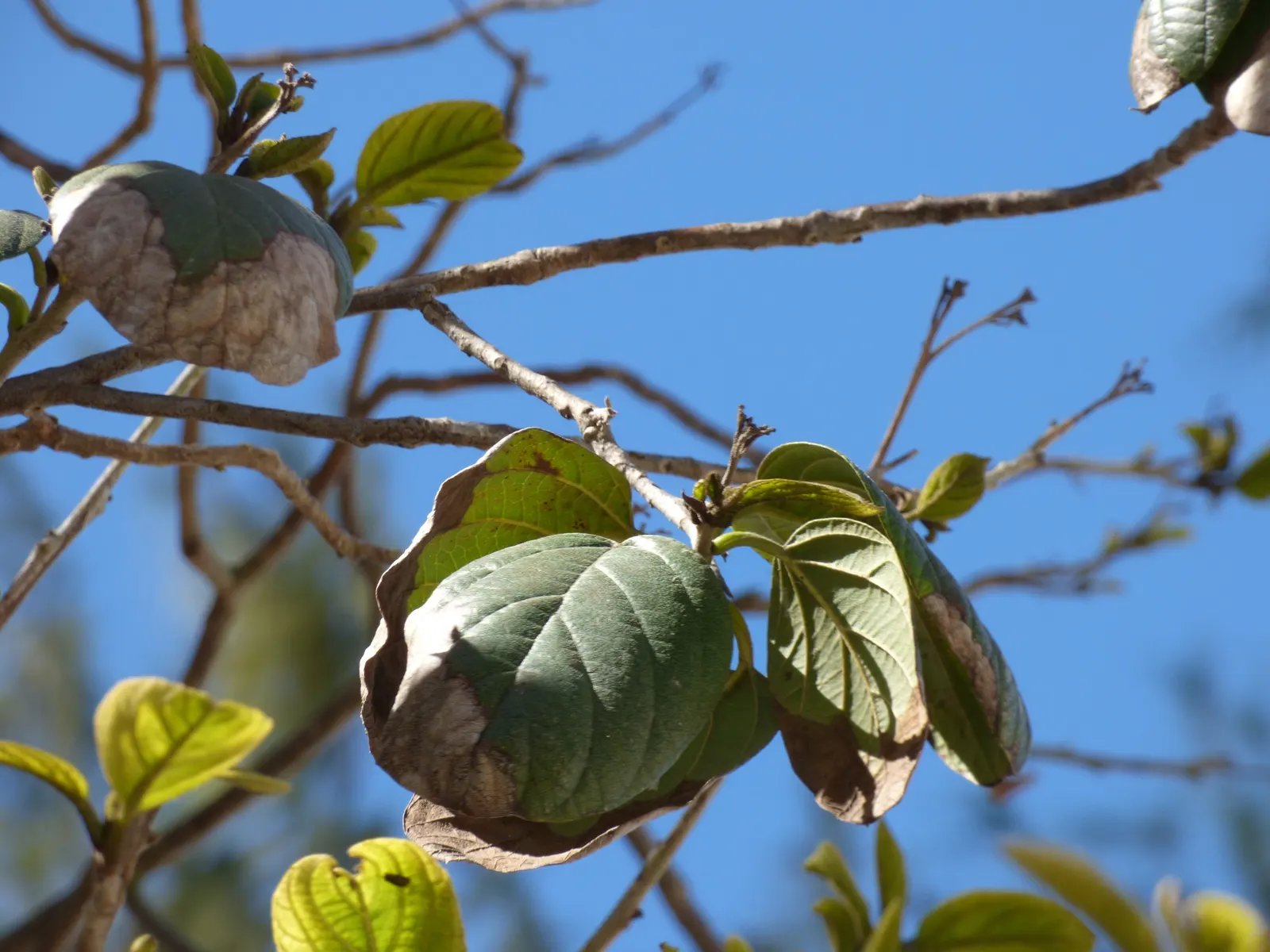 Orange Geiger Tree (Cordia Sebestena) — a visually striking ornamental; allowing it to comfortably fit into residential gardens without overwhelming the space
