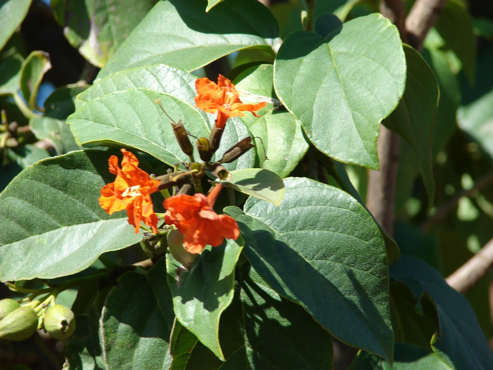 Orange Geiger Tree (Cordia Sebestena) — features bold orange blossoms and lush; making it suitable for coastal areas