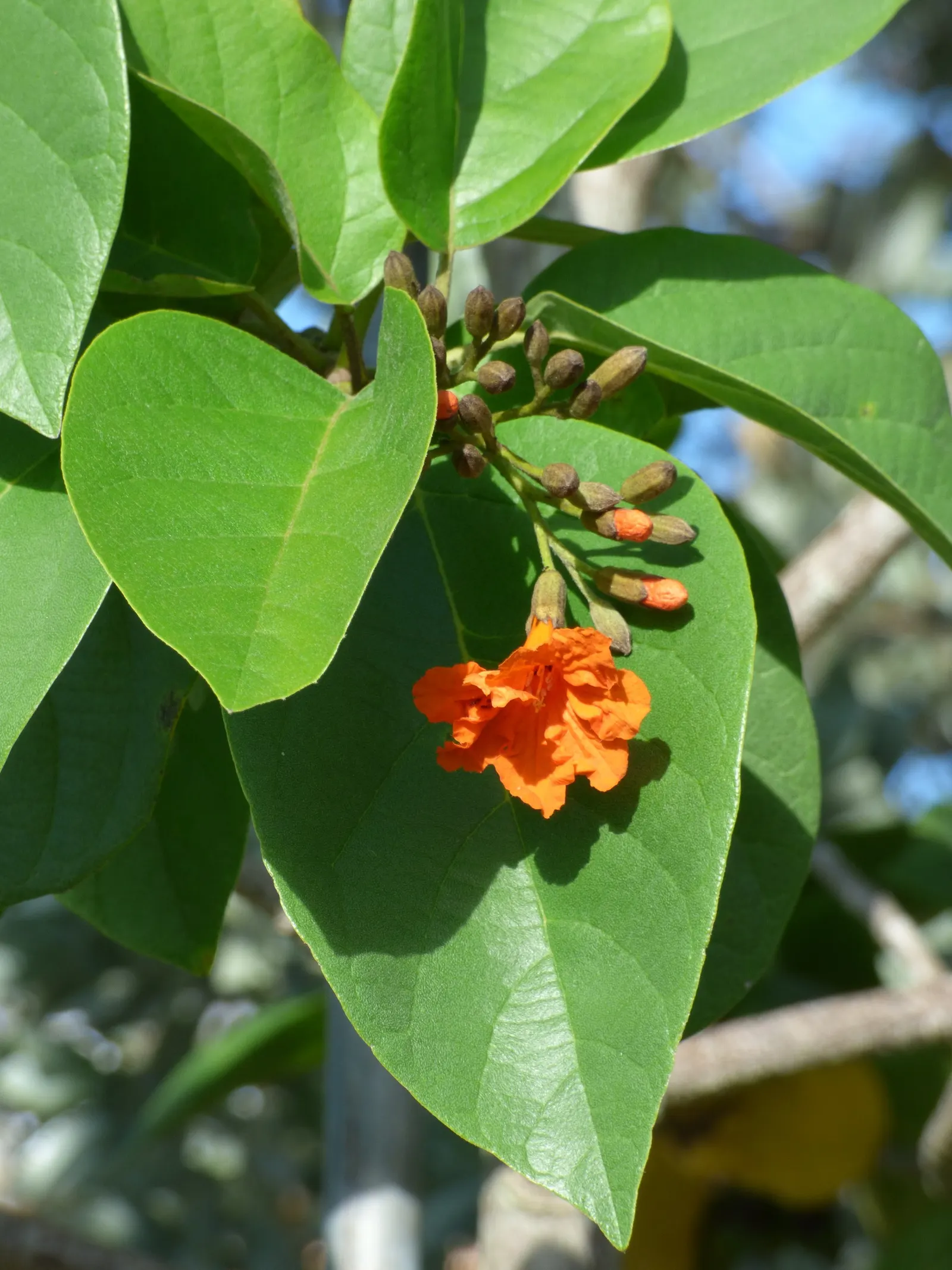 Orange Geiger Tree (Cordia Sebestena) — which bloom throughout the year; allowing it to comfortably fit into residential gardens without overwhelming the space