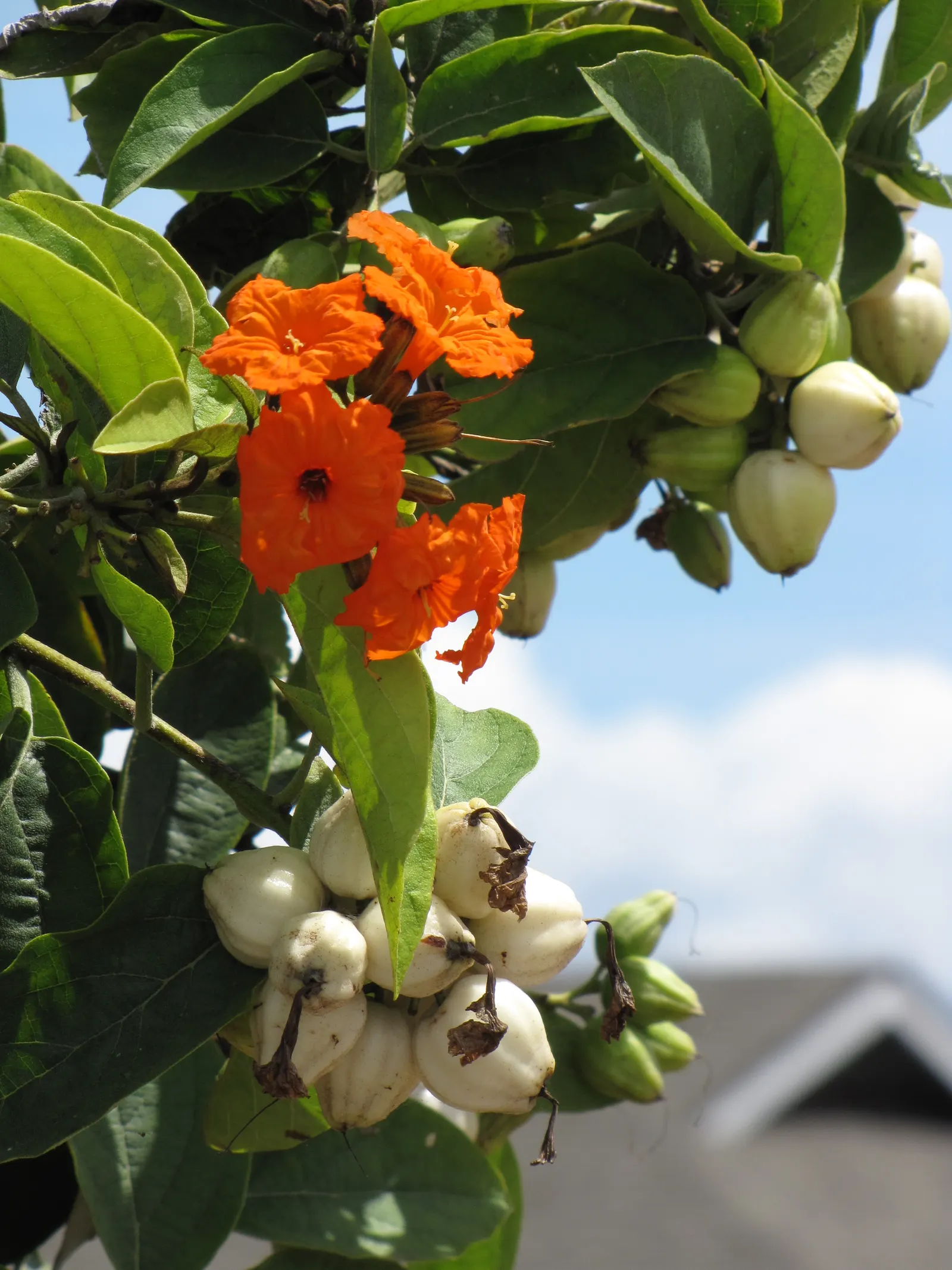 Orange Geiger Tree (Cordia Sebestena) — a visually striking ornamental; allowing it to comfortably fit into residential gardens without, image 86
