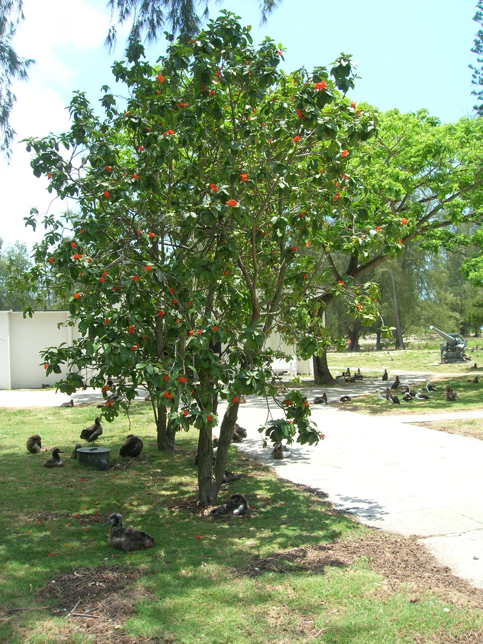 Orange Geiger Tree (Cordia Sebestena) — white flowers in the garden; allowing it to comfortably fit into residential gardens without overwhelming, image 110