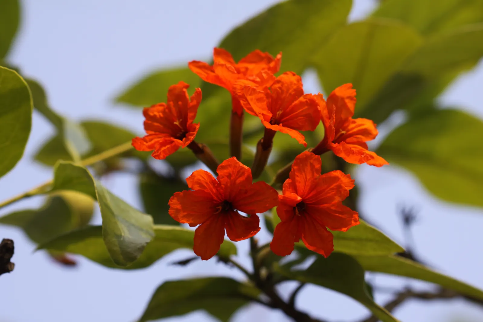 Orange Geiger Tree (Cordia Sebestena) — which bloom throughout the year; allowing it to comfortably fit into residential gardens without, image 98