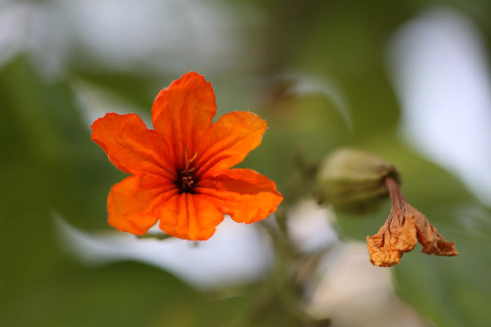 Orange Geiger Tree (Cordia Sebestena) — its foliage consists of broad