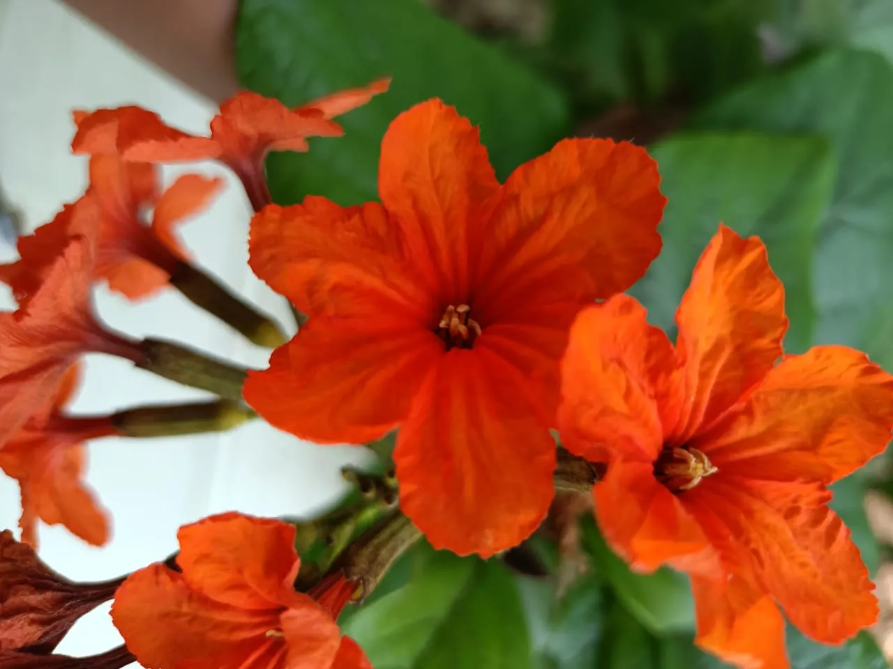 Orange Geiger Tree (Cordia Sebestena) — botanically known as Cordia sebestena; this evergreen reaches up to 20-30 feet in height and spreads up to, image 93