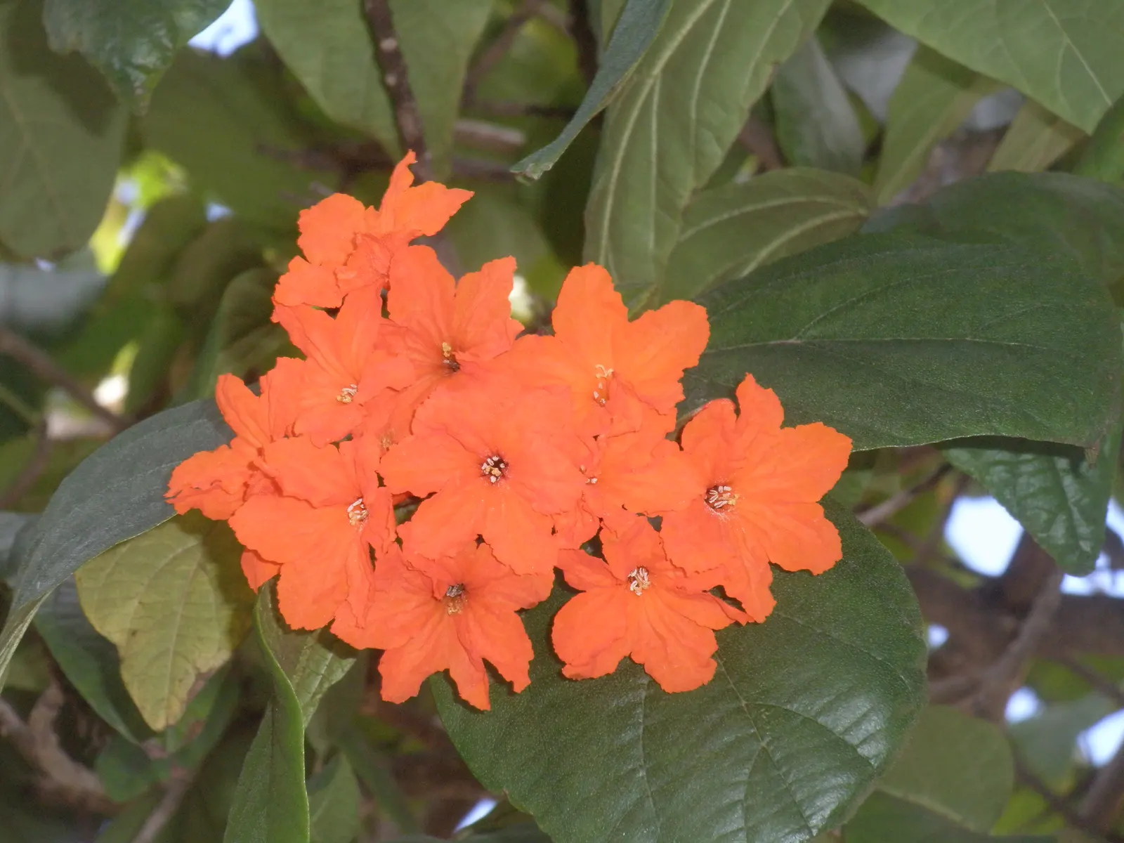 Orange Geiger Tree (Cordia Sebestena) — botanically known as Cordia sebestena; this evergreen reaches up to 20-30 feet in height and spreads up to, image 65