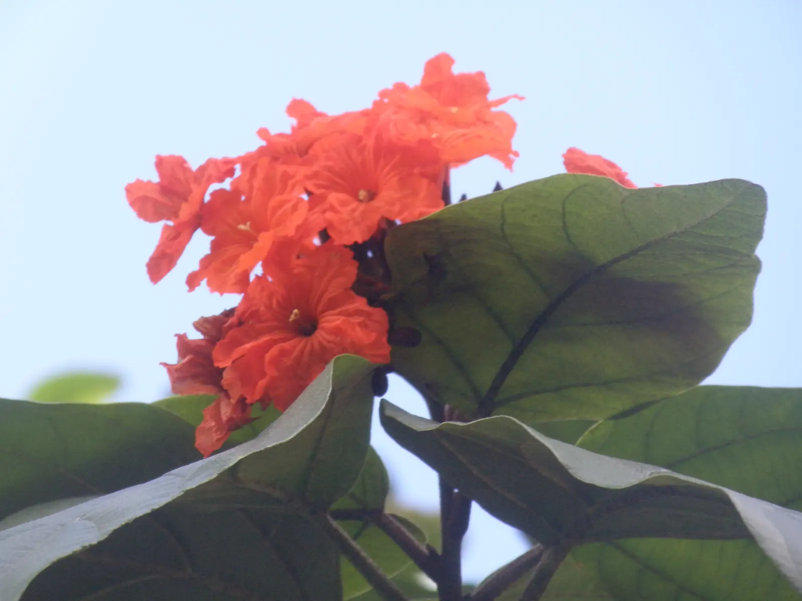 Orange Geiger Tree (Cordia Sebestena) — This evergreen reaches up to 20-30 feet in height and spreads up to 20 feet