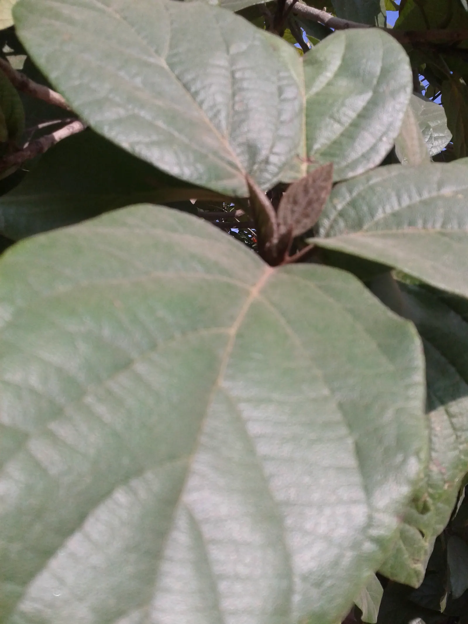 Orange Geiger Tree (Cordia Sebestena) — Each blossom measures approximately 2 inches across and contributes a stunning visual appeal; making it a, image 72