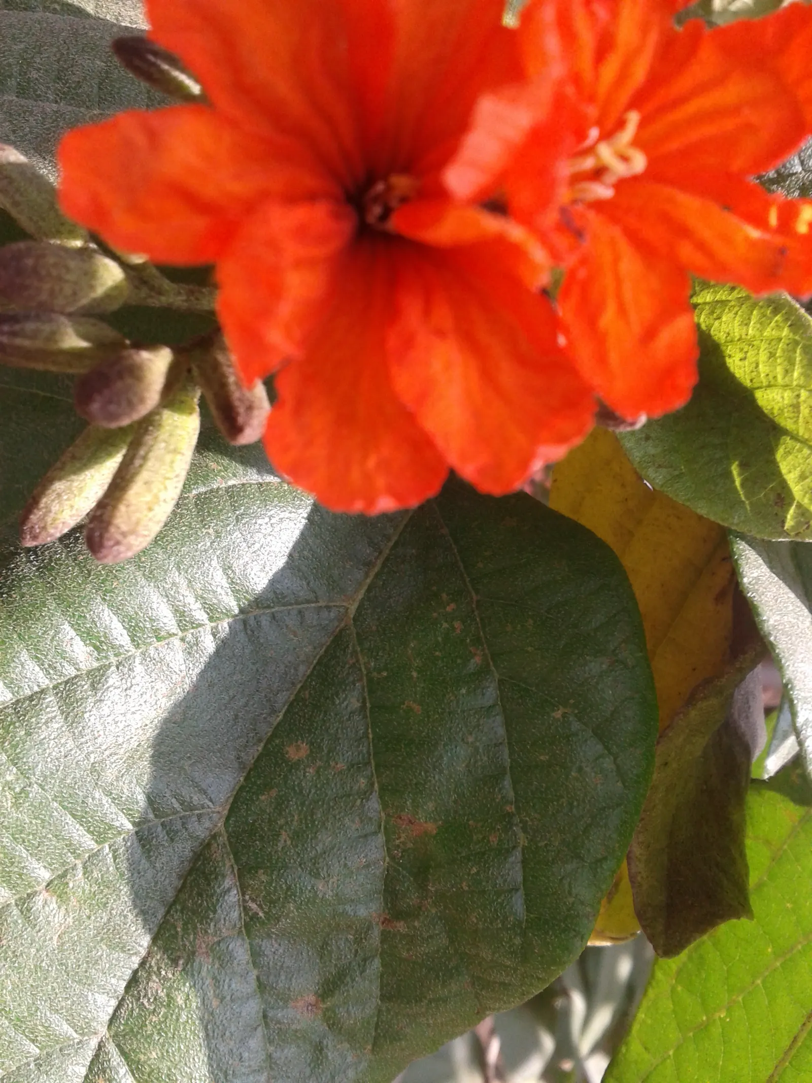 Orange Geiger Tree (Cordia Sebestena) — Each blossom measures approximately 2 inches across and contributes a stunning visual appeal