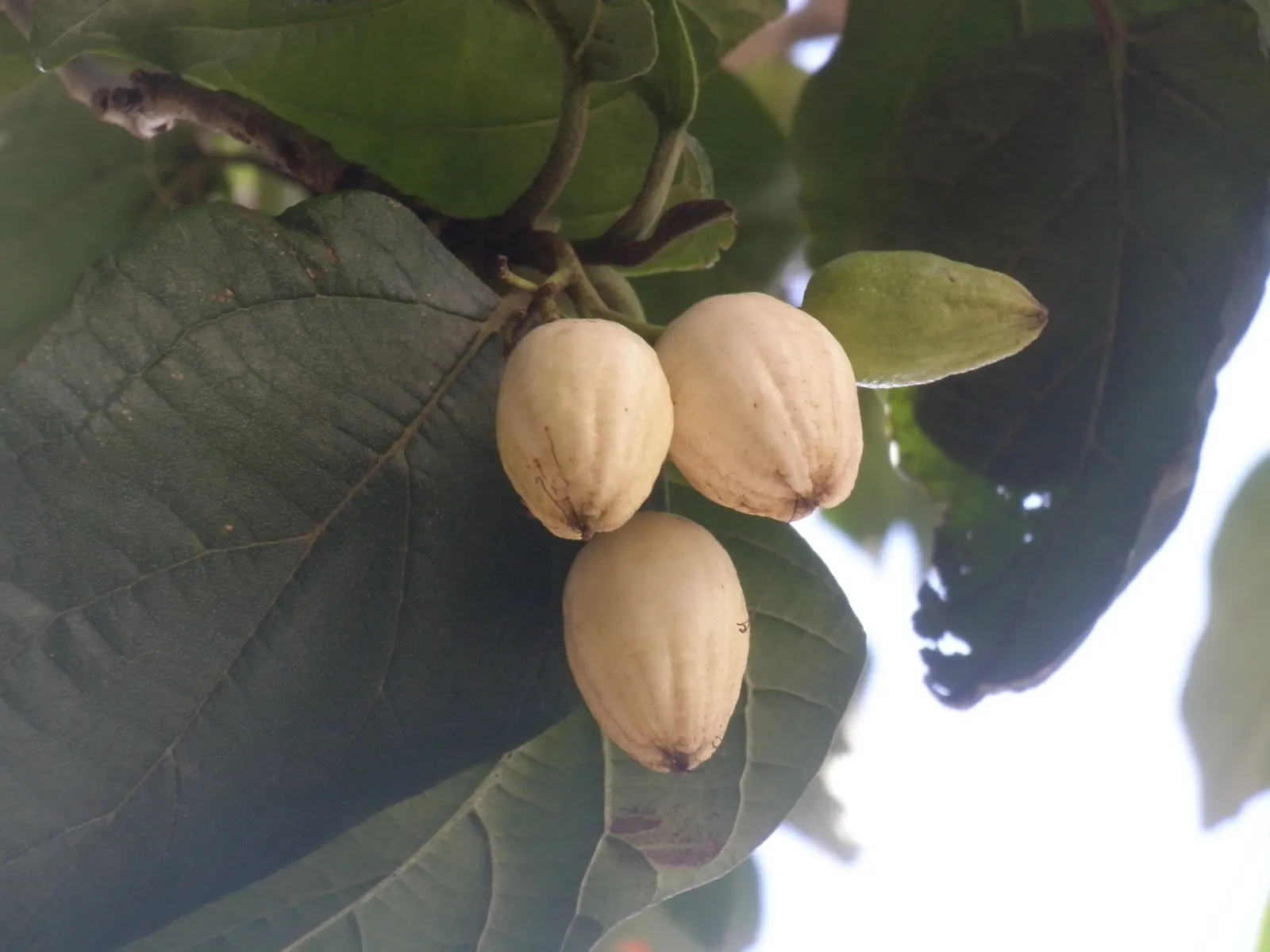 Orange Geiger Tree (Cordia Sebestena) — a visually striking ornamental; allowing it to comfortably fit into residential gardens without, image 58