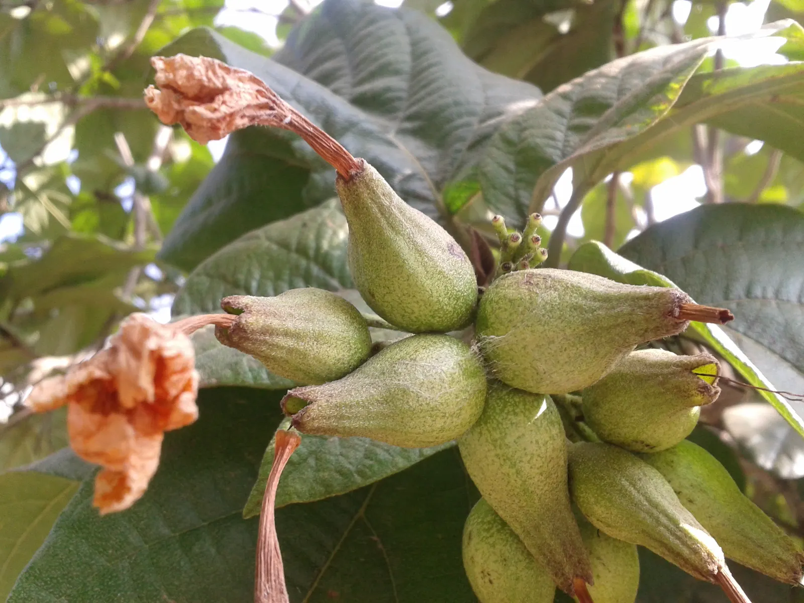 Orange Geiger Tree (Cordia Sebestena) — it thrives in the USDA hardiness zones 10 to 12; making it a reliable and resilient choice for a fuss-free, image 104