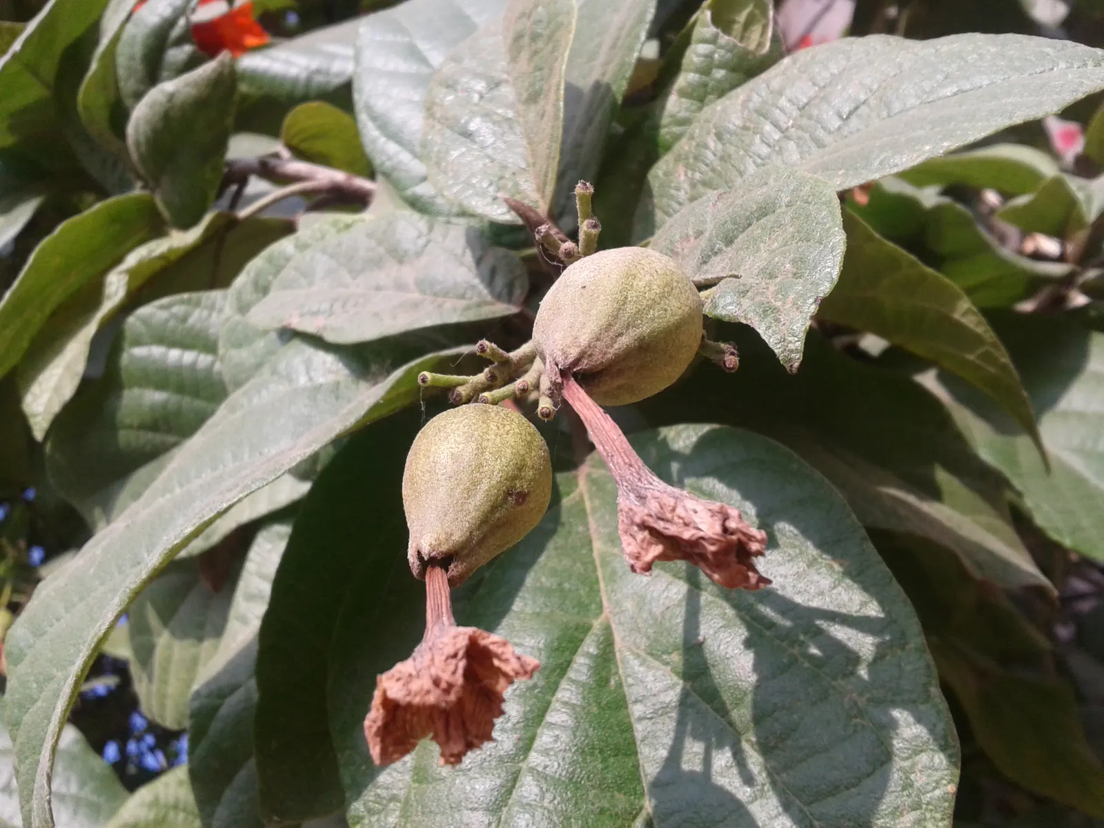 Orange Geiger Tree (Cordia Sebestena) — botanically known as Cordia sebestena