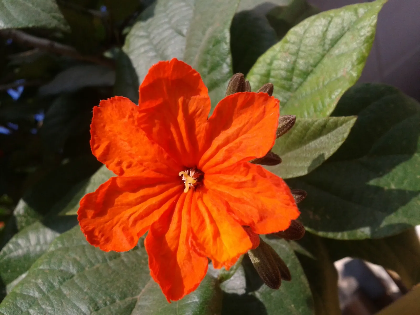 Orange Geiger Tree (Cordia Sebestena) — Each blossom measures approximately 2 inches across and contributes a stunning visual appeal; making it a, image 100