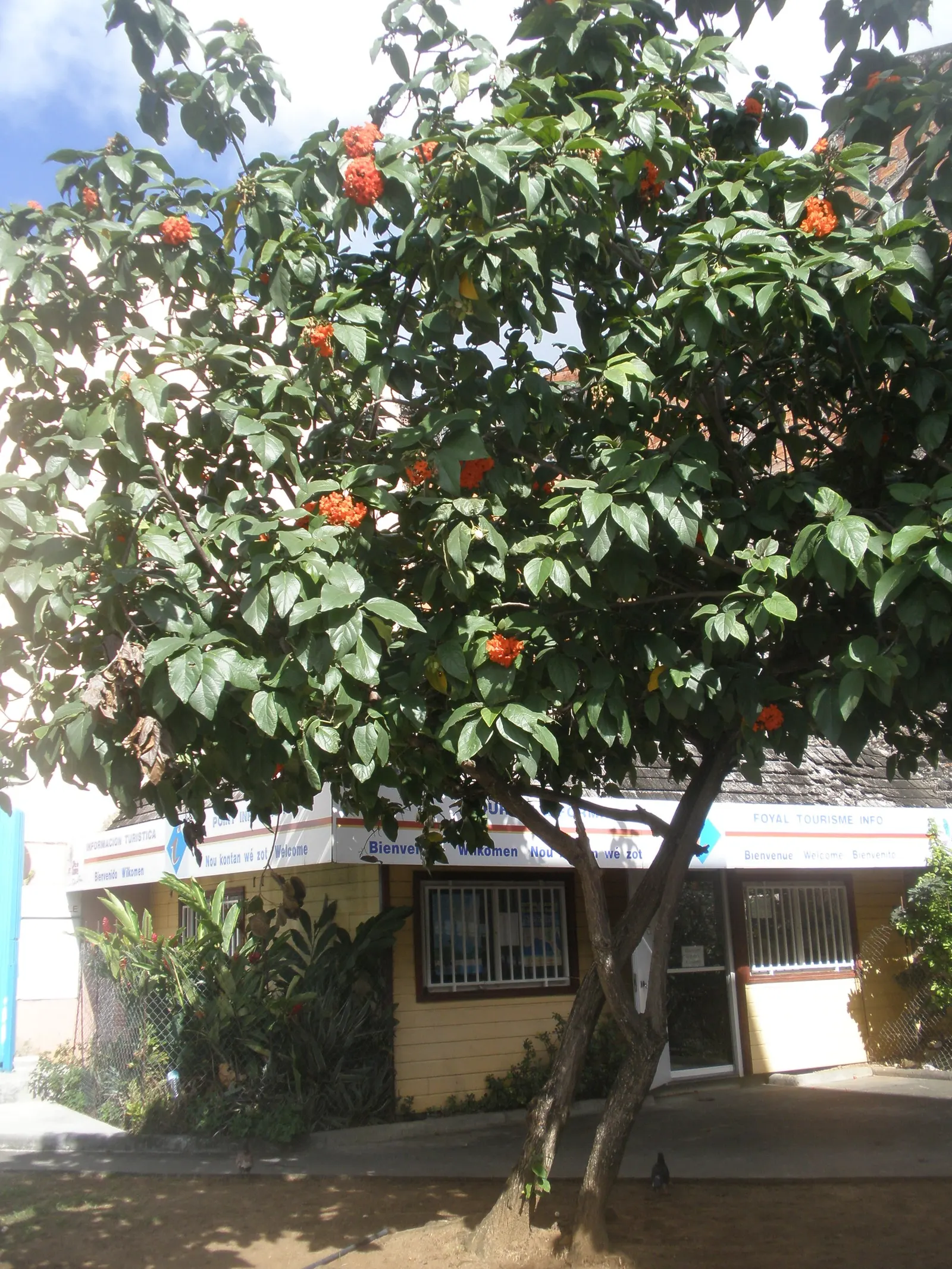 Orange Geiger Tree (Cordia Sebestena) — the Orange Geiger Tree is relatively low-maintenance; allowing it to comfortably fit into residential gardens without