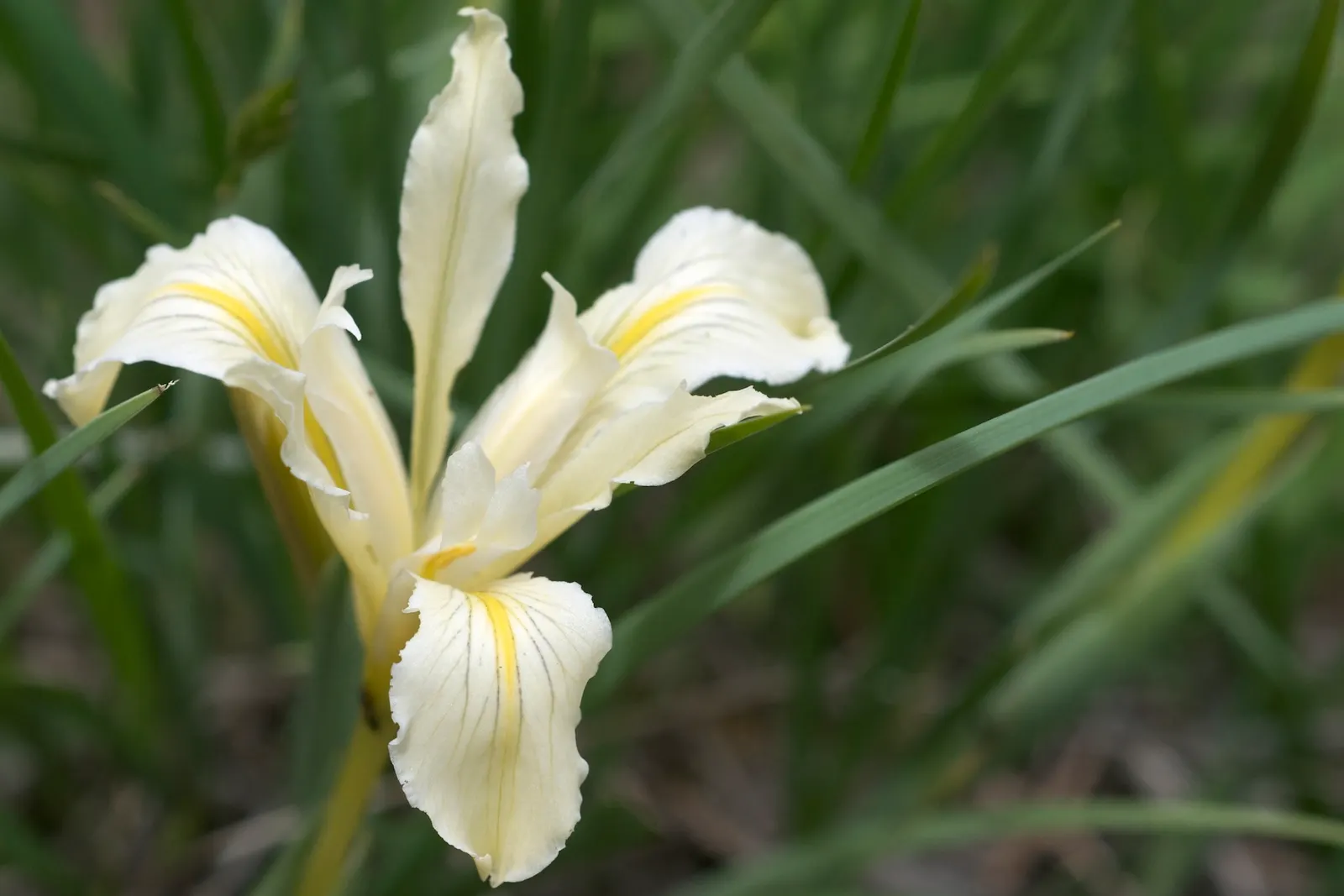 Long Tubed Iris (Iris Macrosiphon) — Reaching heights between 12-18 inches and spread up to 12 inches