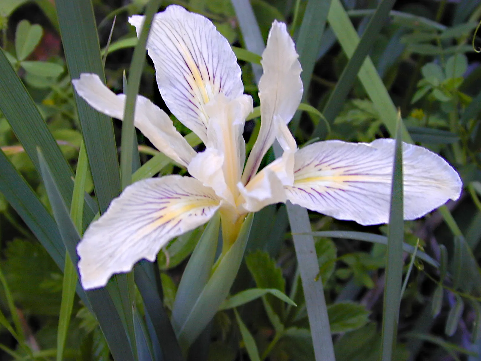 Long Tubed Iris (Iris Macrosiphon) — this perennial adds vertical interest with minimal maintenance