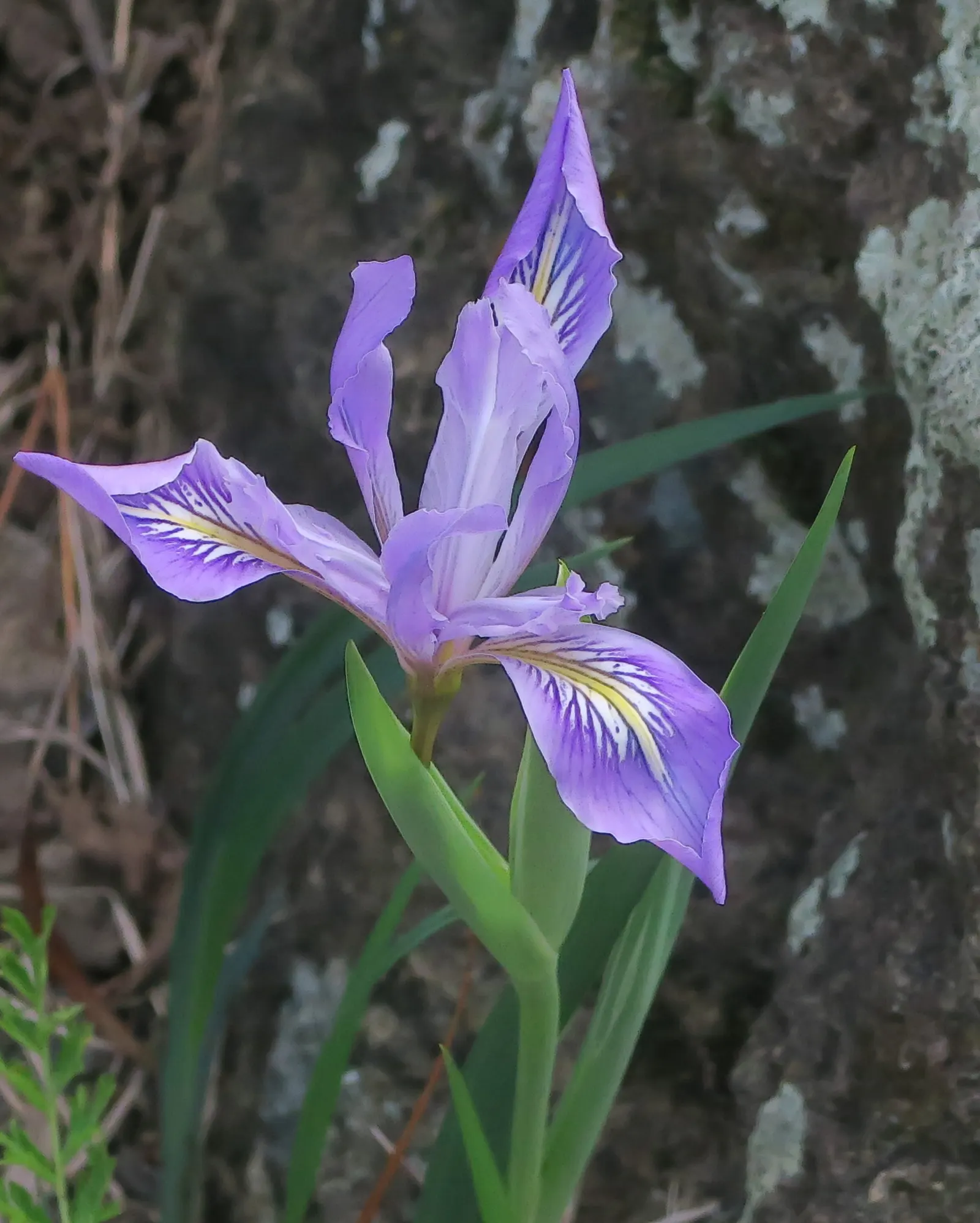 Long Tubed Iris (Iris Macrosiphon) — Ideally suited for USDA zones 8-9, it thrives in well-drained soil with part shade