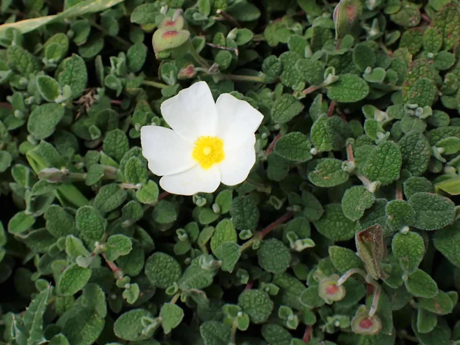 Sageleaf Rockrose (Cistus Salviifolius) — making it ideal for water-wise landscapes and Mediterranean-style gardens; this low-maintenance shrub also resists