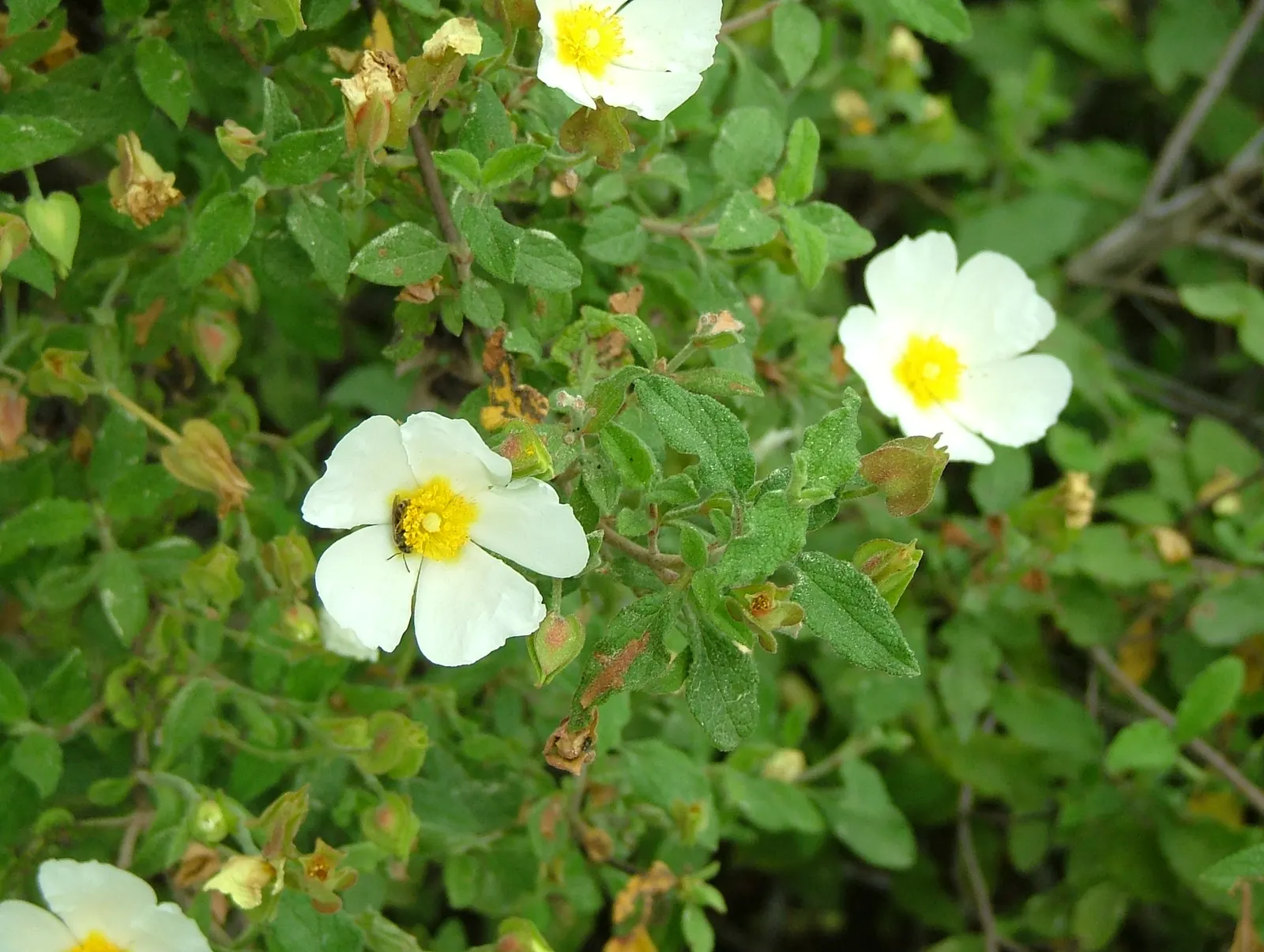Sageleaf Rockrose (Cistus Salviifolius) — the Sageleaf Rockrose is drought-tolerant once established; the Sageleaf Rockrose (Cistus salviifolius) is an