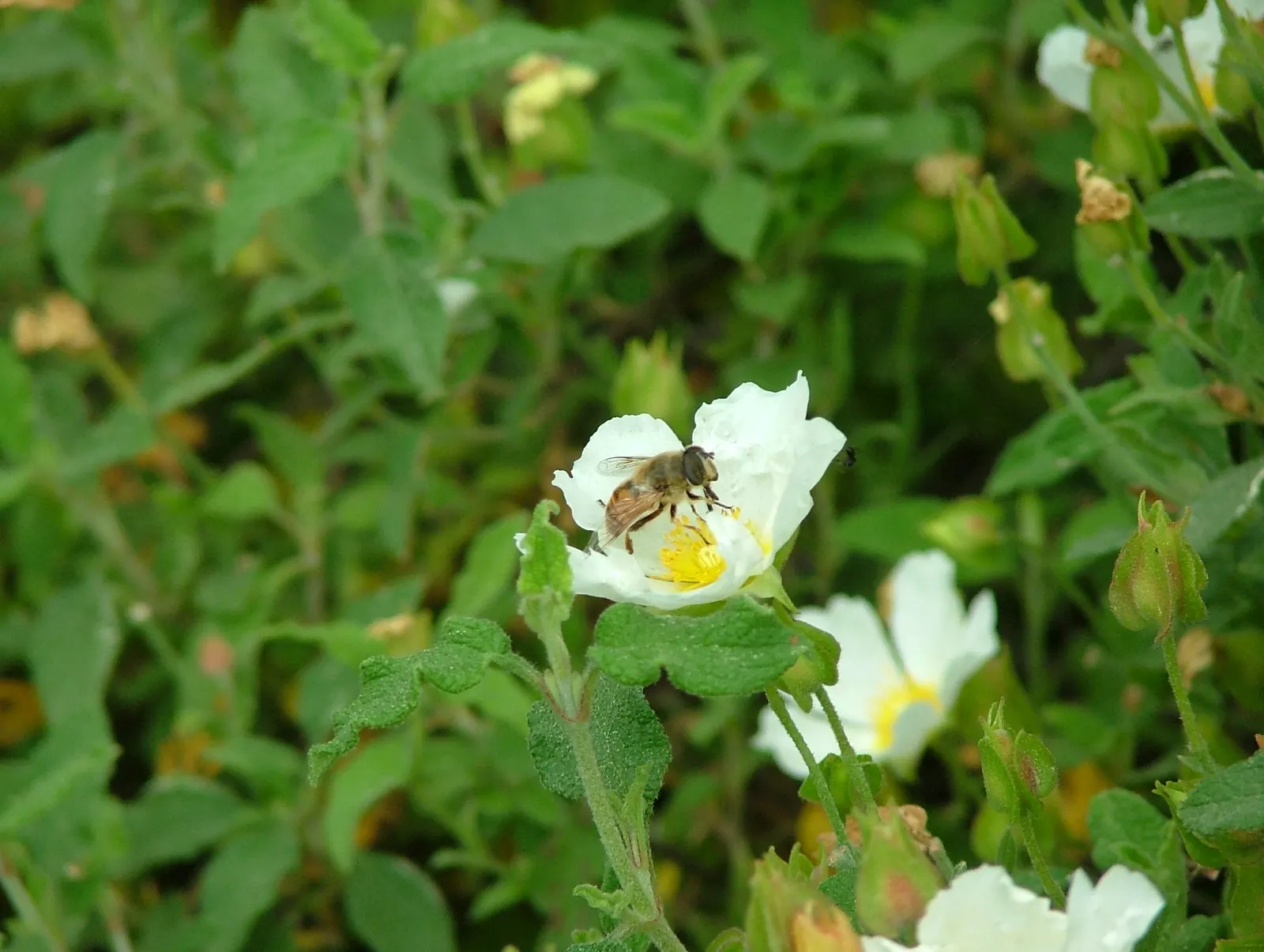 Sageleaf Rockrose (Cistus Salviifolius) — thriving in full sun with well-drained soil