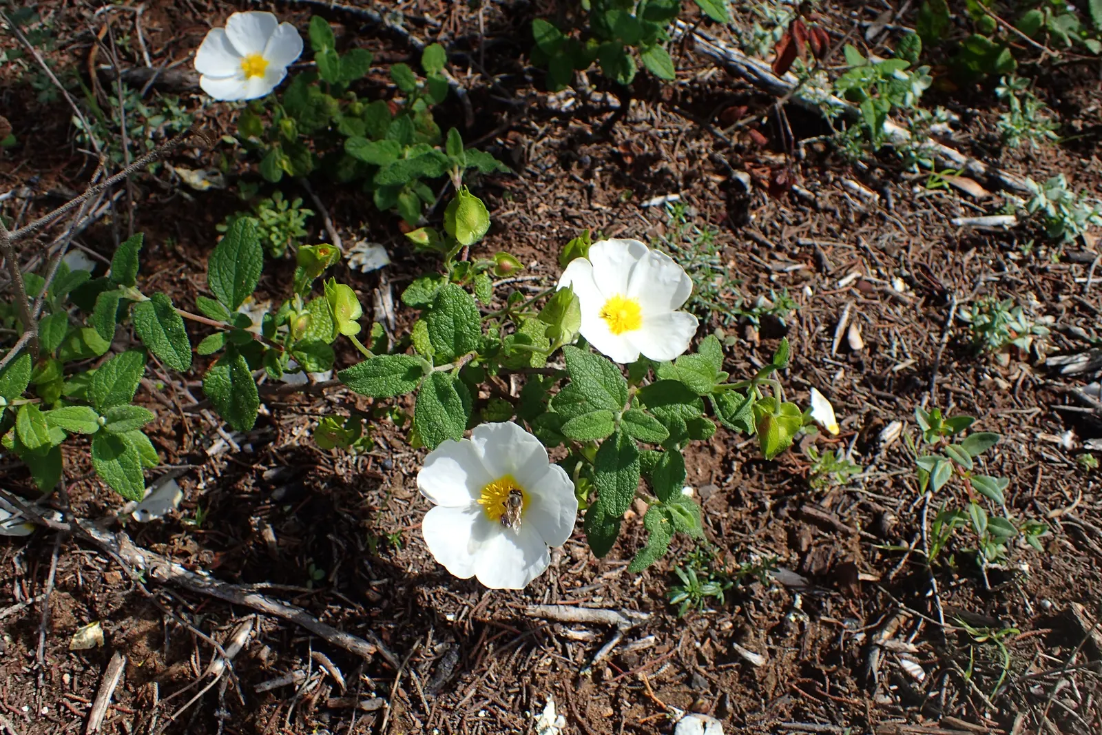 Sageleaf Rockrose (Cistus Salviifolius) — thriving in full sun with well-drained soil; it is well-suited for use in rock gardens
