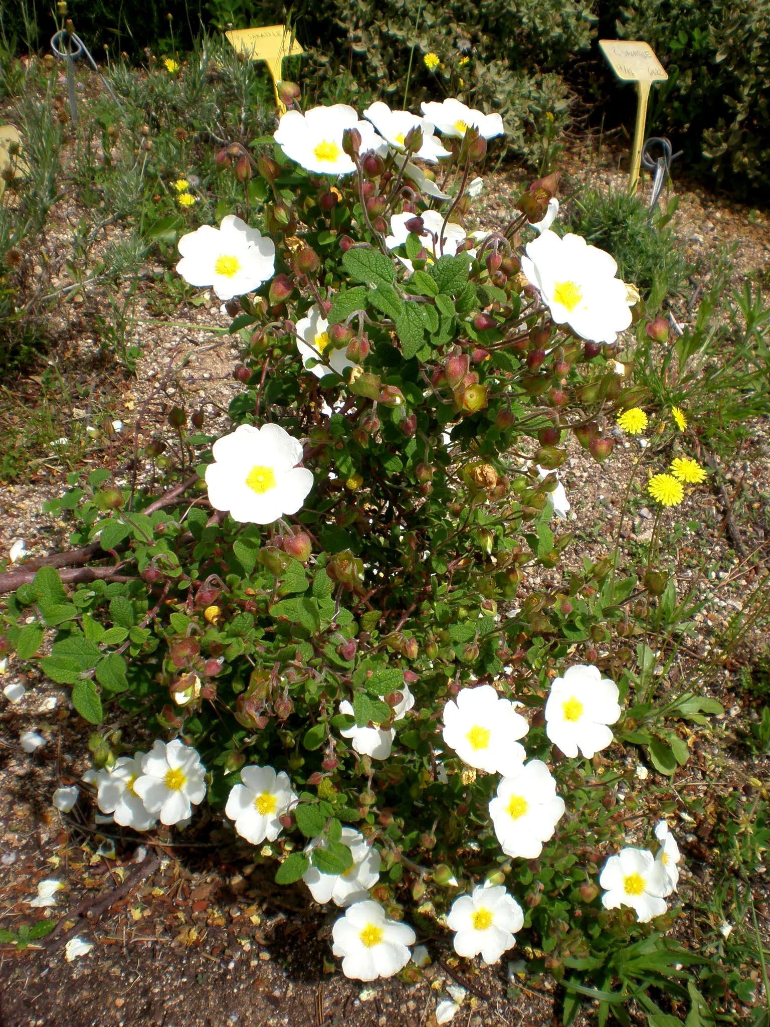 Sageleaf Rockrose (Cistus Salviifolius) — making it ideal for water-wise landscapes and Mediterranean-style gardens