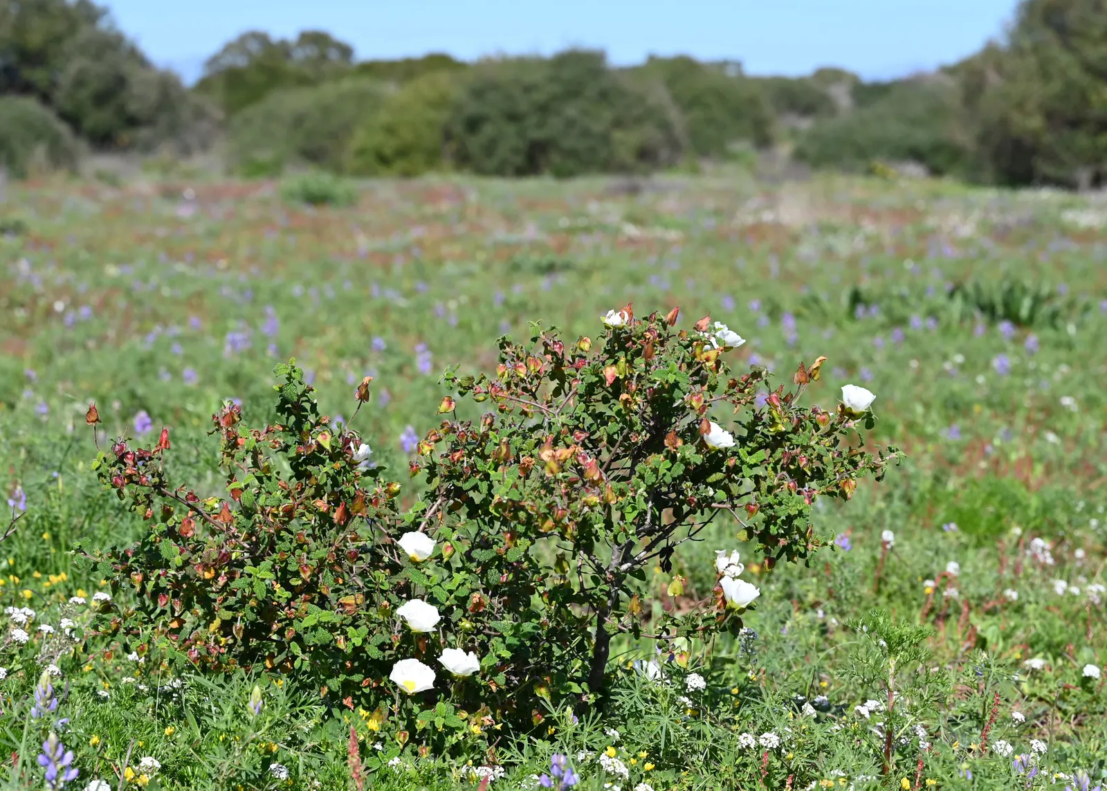 Sageleaf Rockrose (Cistus Salviifolius) — the Sageleaf Rockrose is sure to add year-round interest and beauty to any landscape it graces