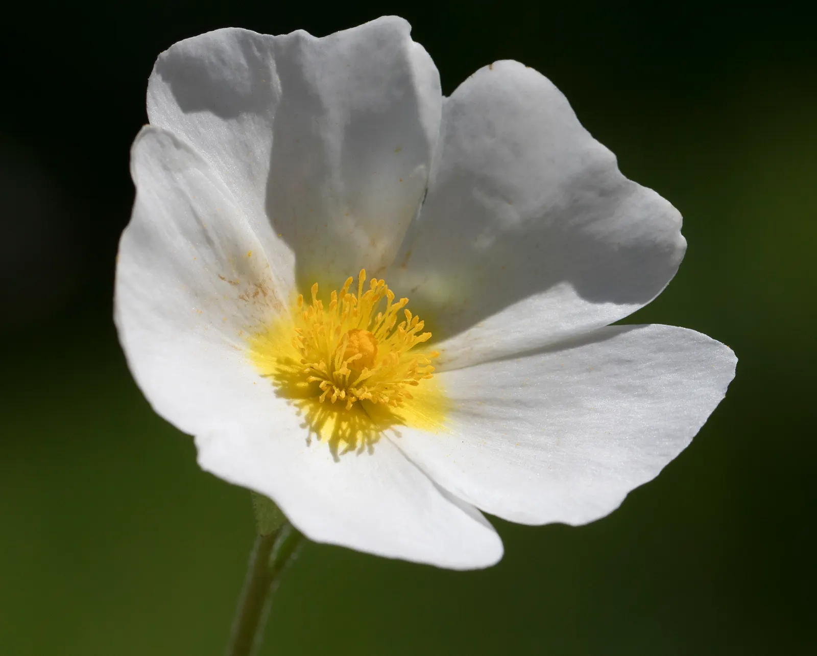 Sageleaf Rockrose (Cistus Salviifolius) — Each flower has a delicate yellow center; making it an excellent choice for xeriscaping