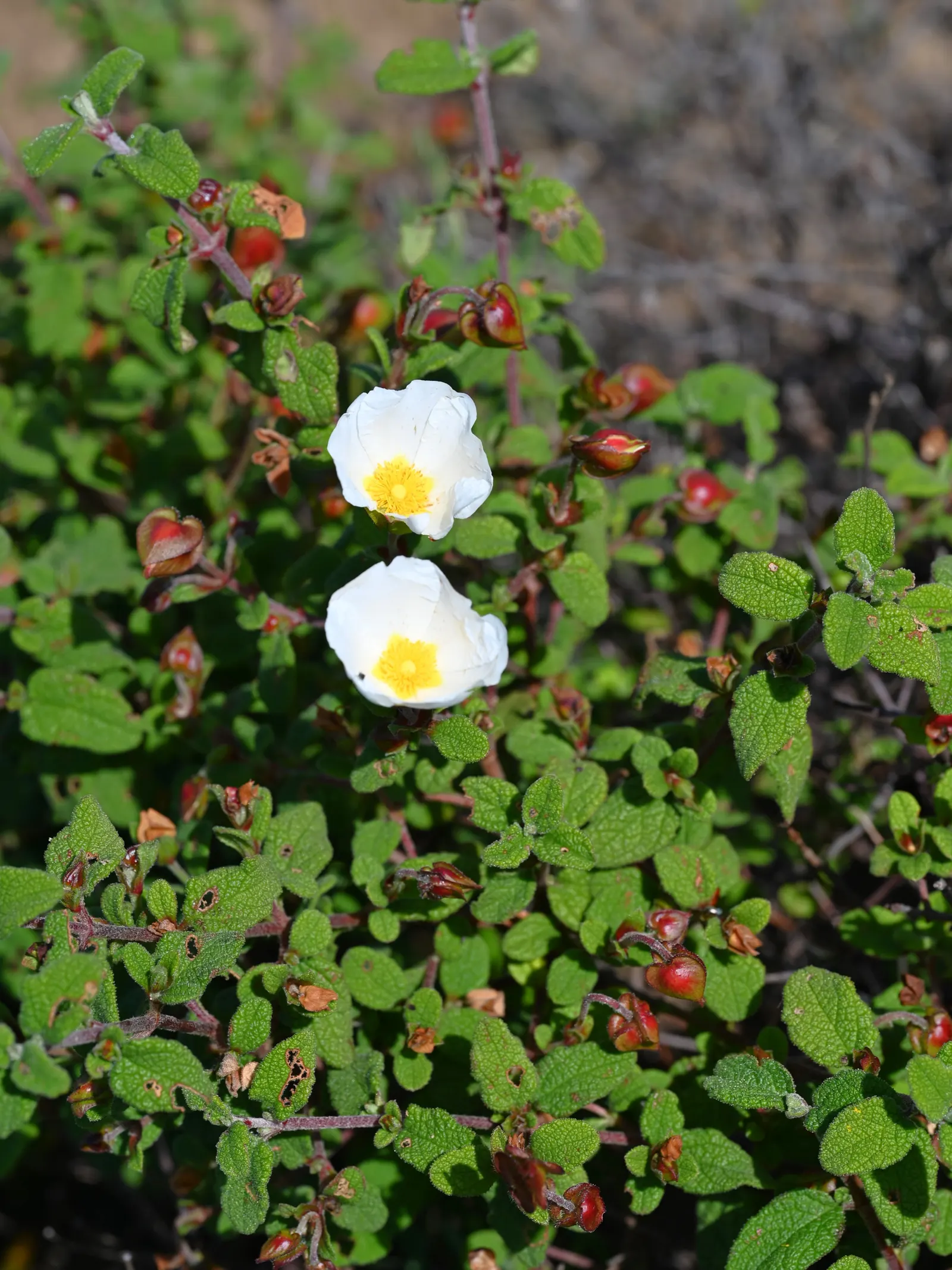 Sageleaf Rockrose (Cistus Salviifolius) — white flowers in the garden
