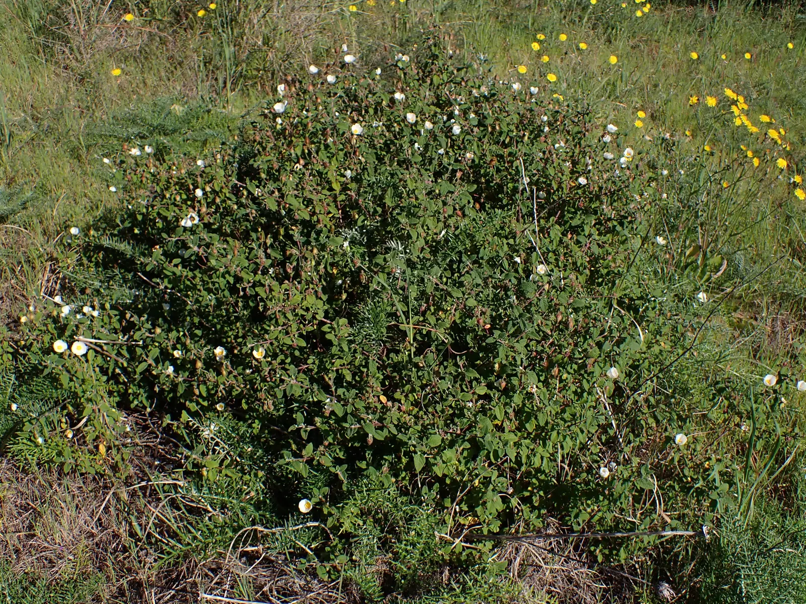 Sageleaf Rockrose (Cistus Salviifolius) — is a resilient evergreen shrub