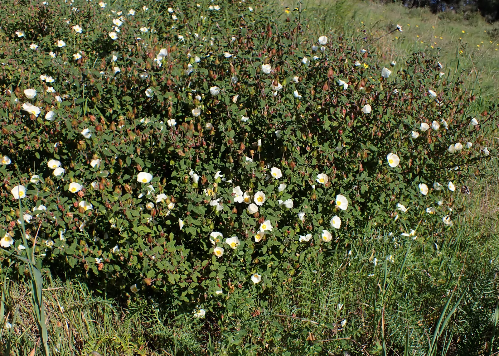 Sageleaf Rockrose (Cistus Salviifolius) — This low-maintenance plant offers excellent drought tolerance; typically reaching heights of 2 to 3 feet and