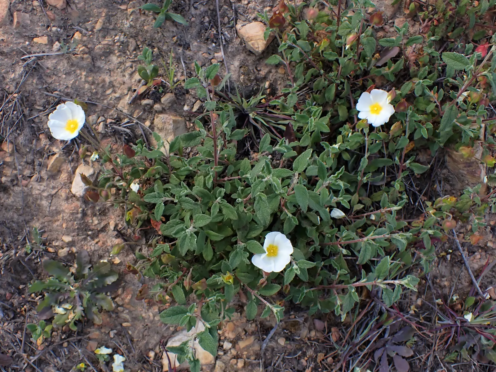 Sageleaf Rockrose (Cistus Salviifolius) — It thrives in well-drained soils and is tolerant of poor soil conditions, including rocky and sandy substrates
