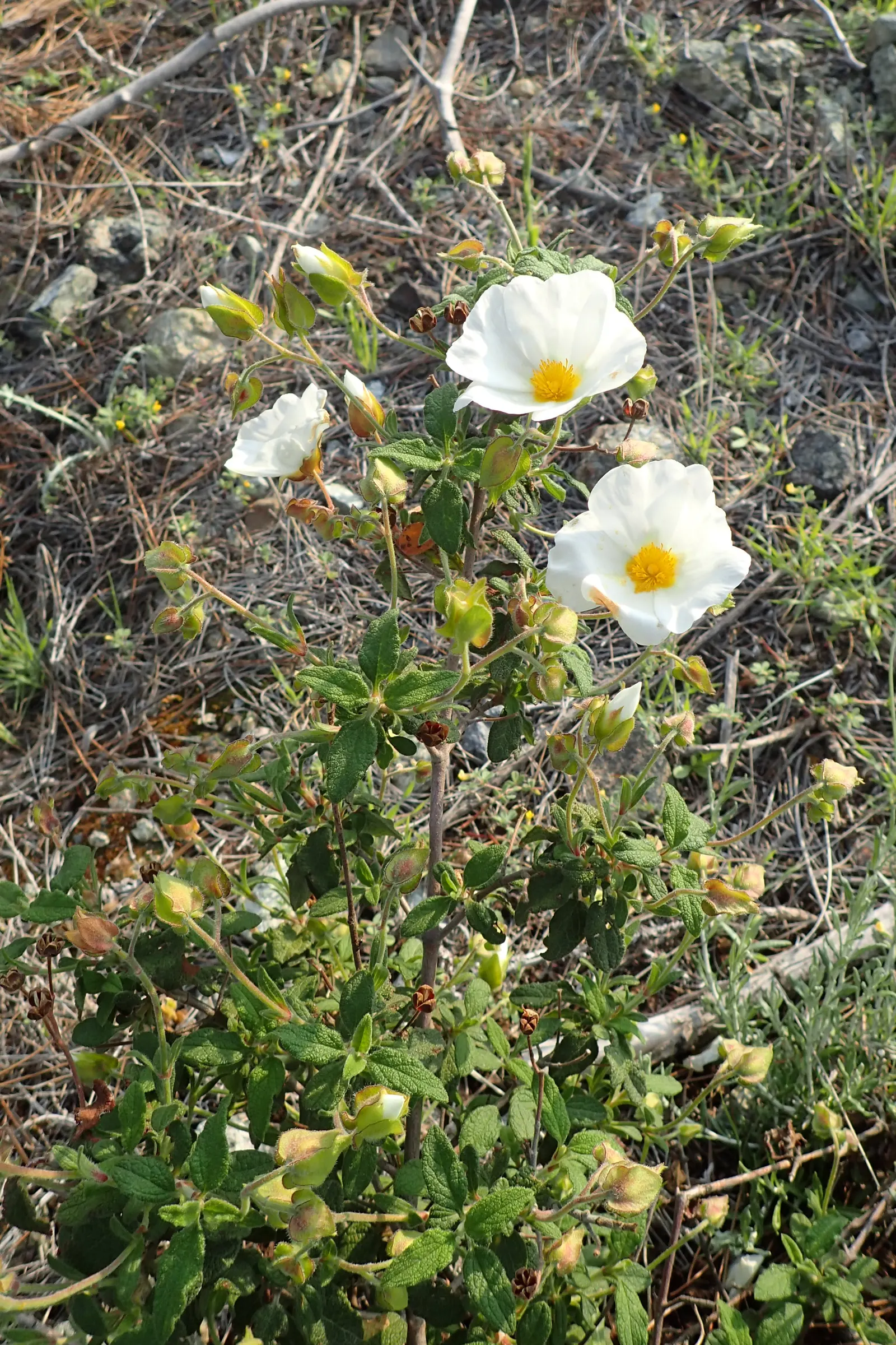 Sageleaf Rockrose (Cistus Salviifolius) — white flowers in the garden; this low-maintenance plant offers excellent drought tolerance