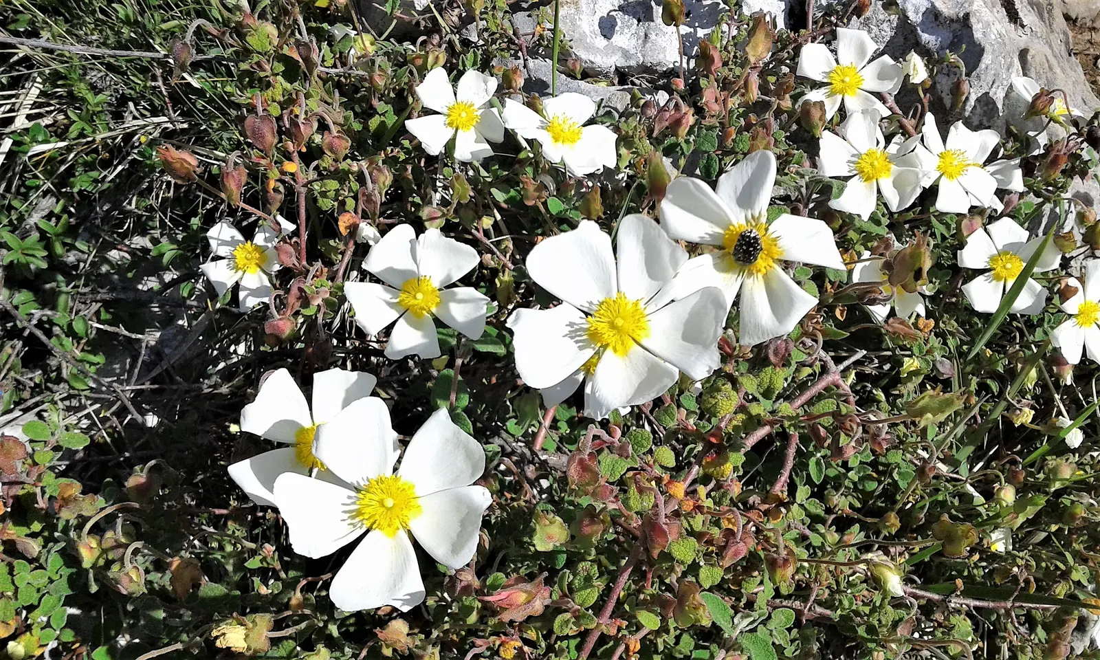 Sageleaf Rockrose (Cistus Salviifolius) — making it an excellent choice for xeriscaping; the Sageleaf Rockrose is drought-tolerant once established